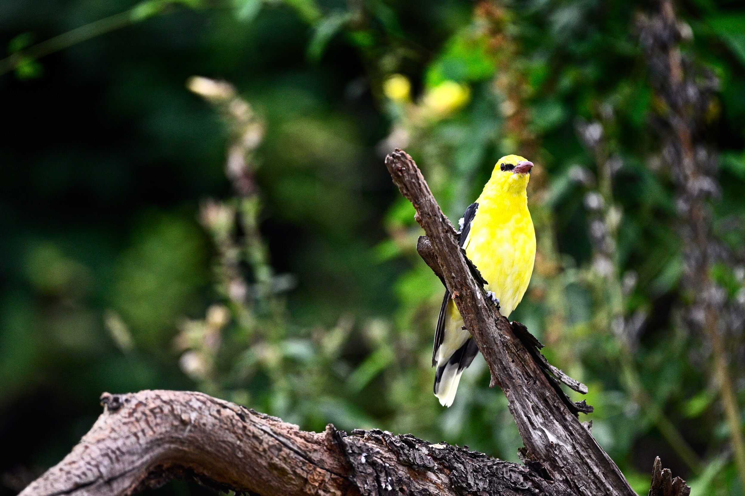 Wielewaal - Bijeneterhut augustus 2020
