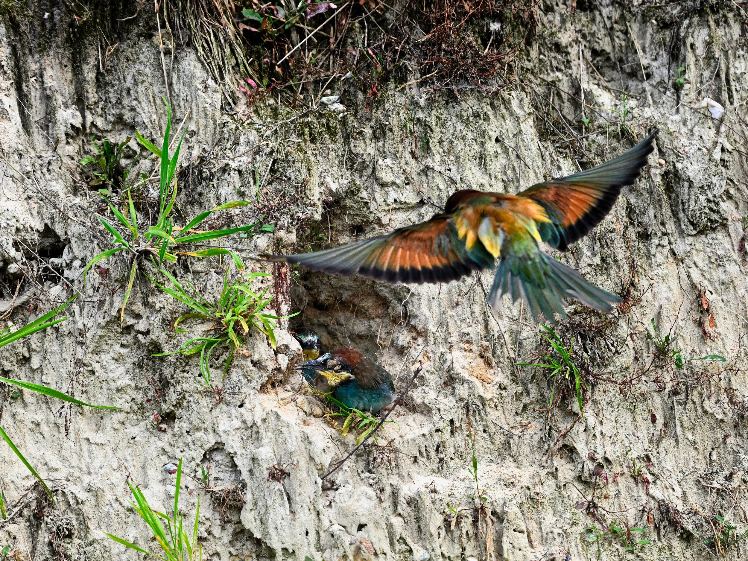Bijeneter met jongen - Bijeneterhut augustus 2020
