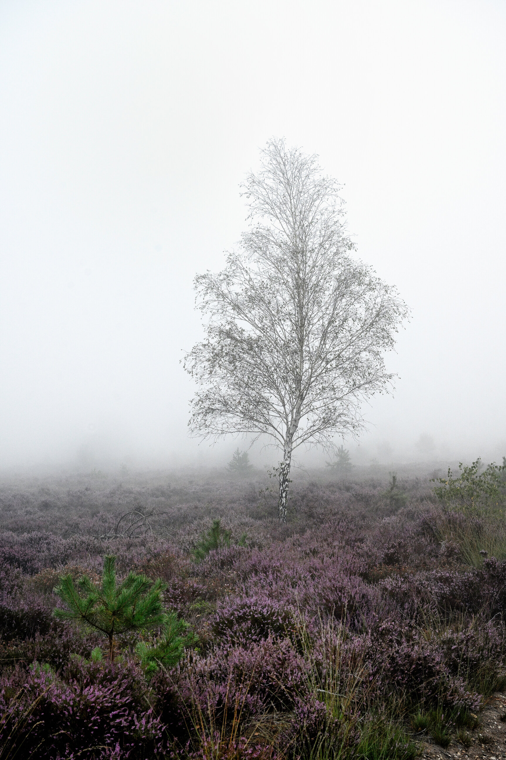 Sallandse Heuvelrug Mist in Augustus 2020