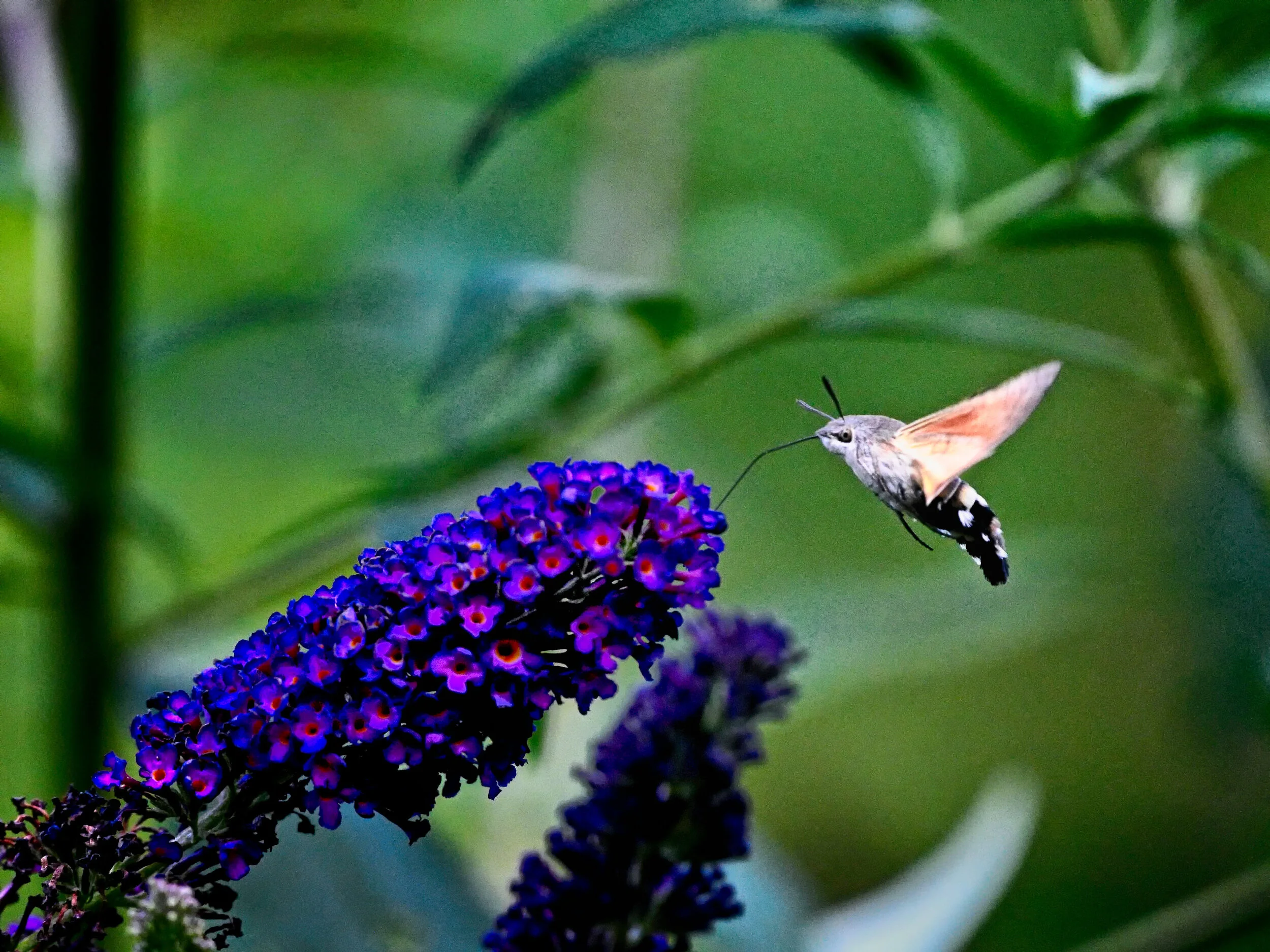 Kolibrievlinder - Veluwezoom - Rheden augustus 2020
