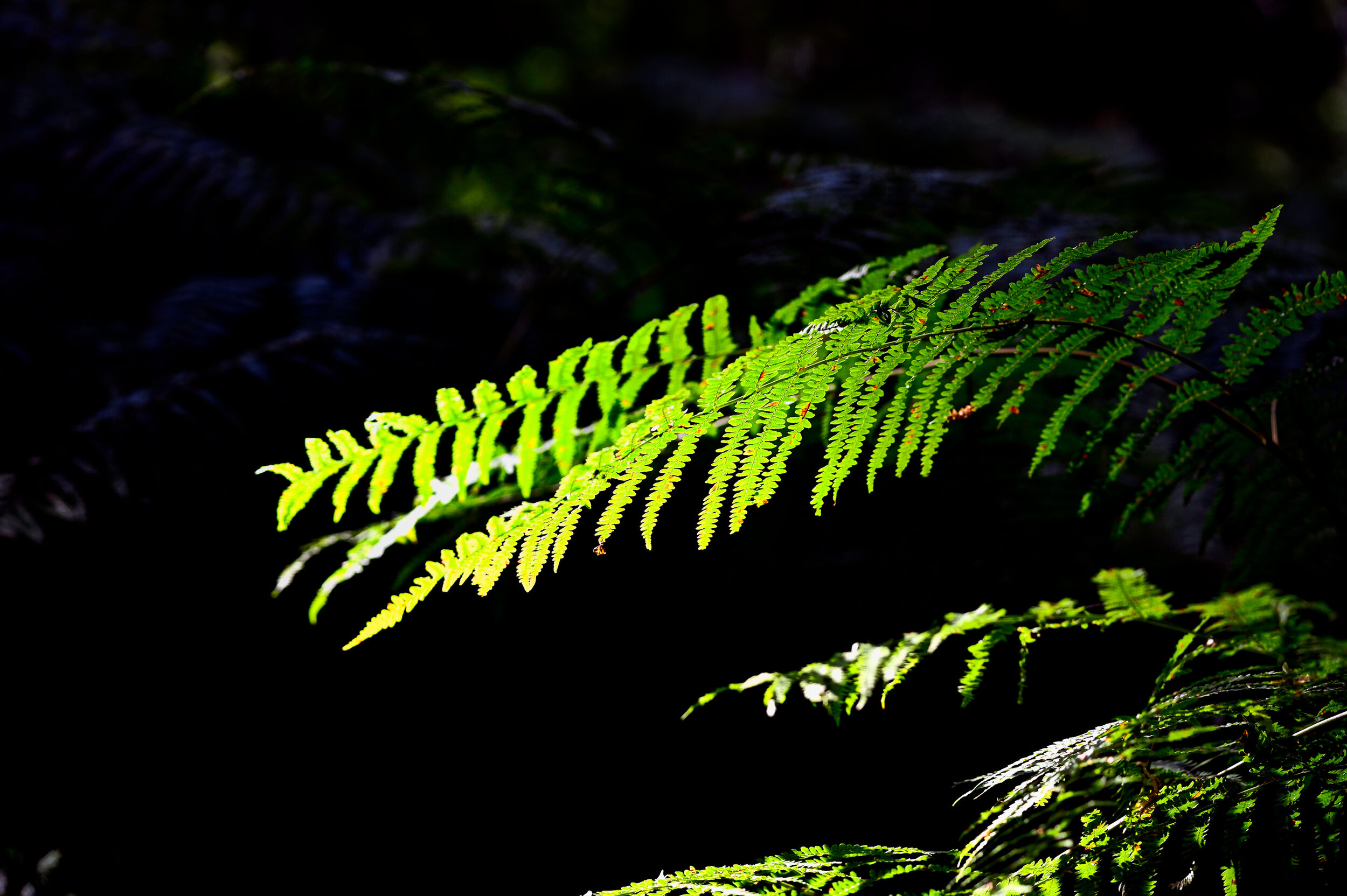 Veluwezoom nabij Rheden augustus 2020
