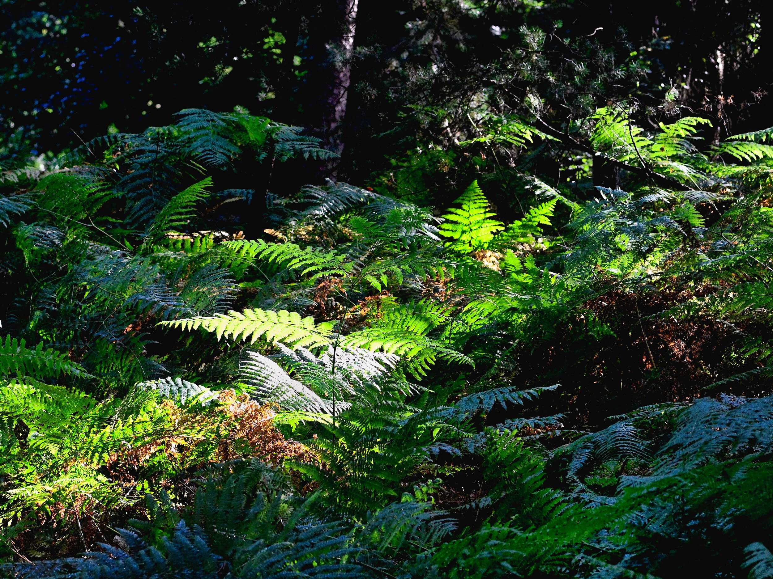 Veluwezoom nabij Rheden augustus 2020