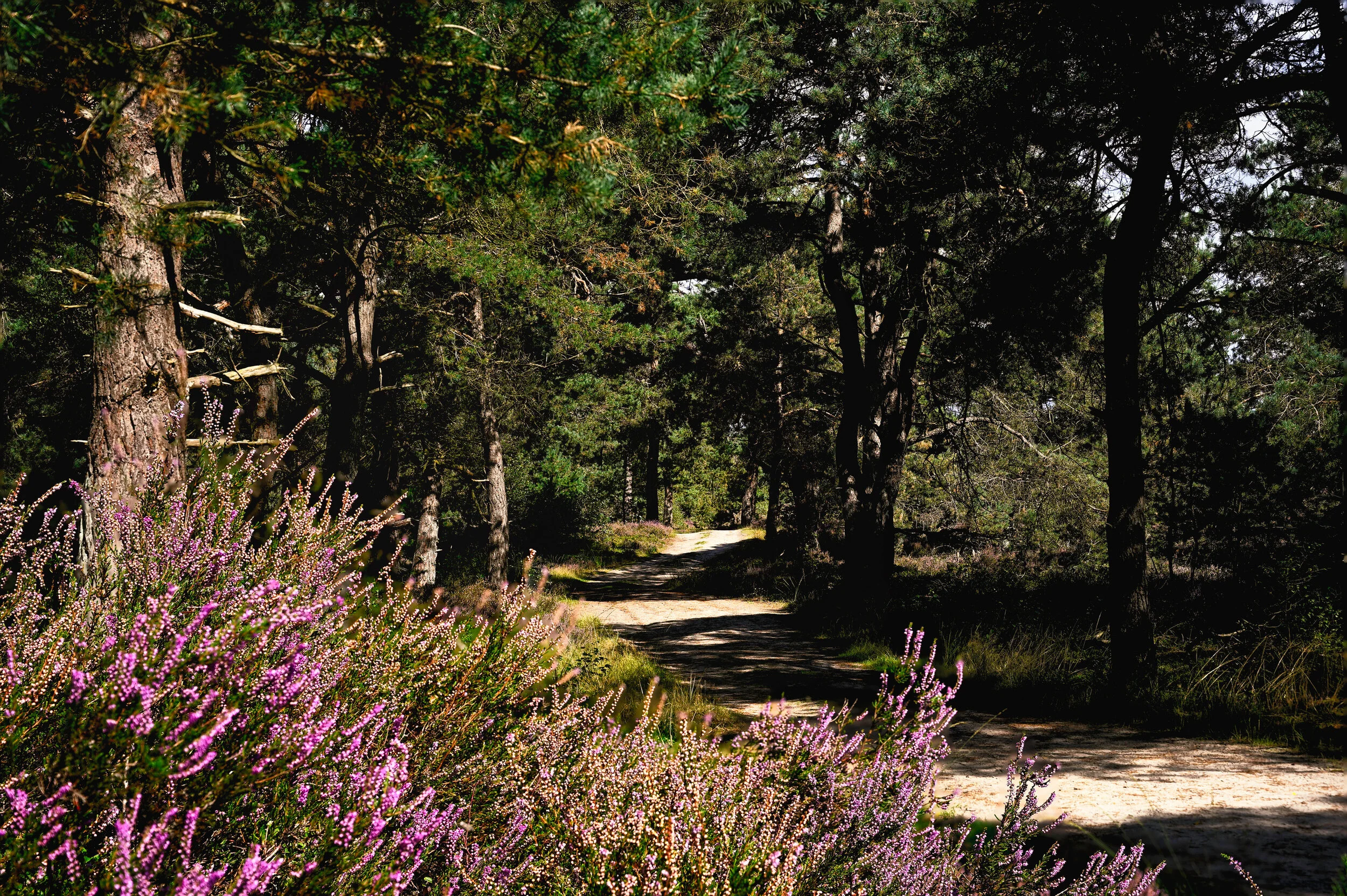 Sallandse Heuvelrug September 2020