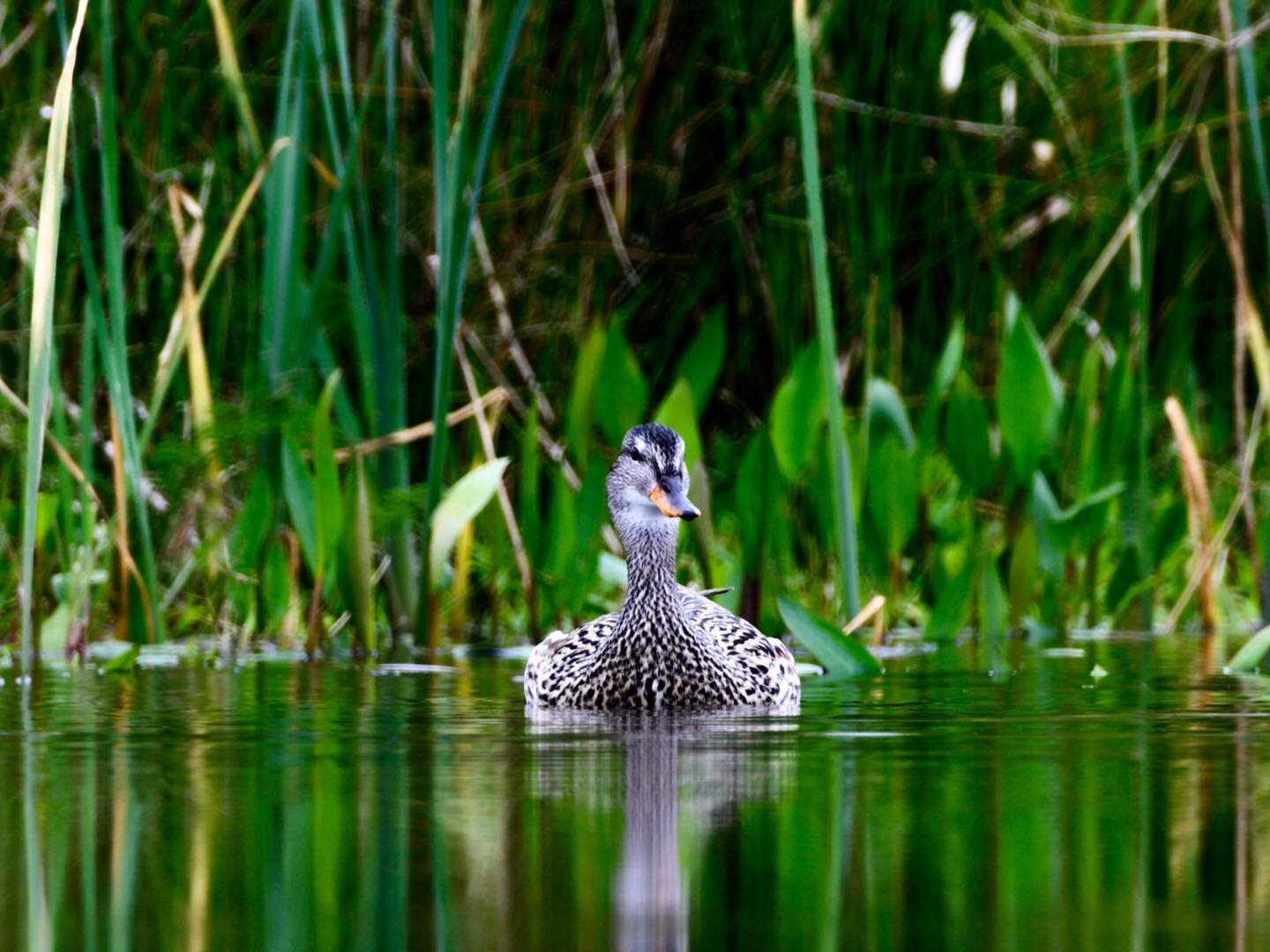 De Krakeend, vogelkijkhut Diependal -Drenthe