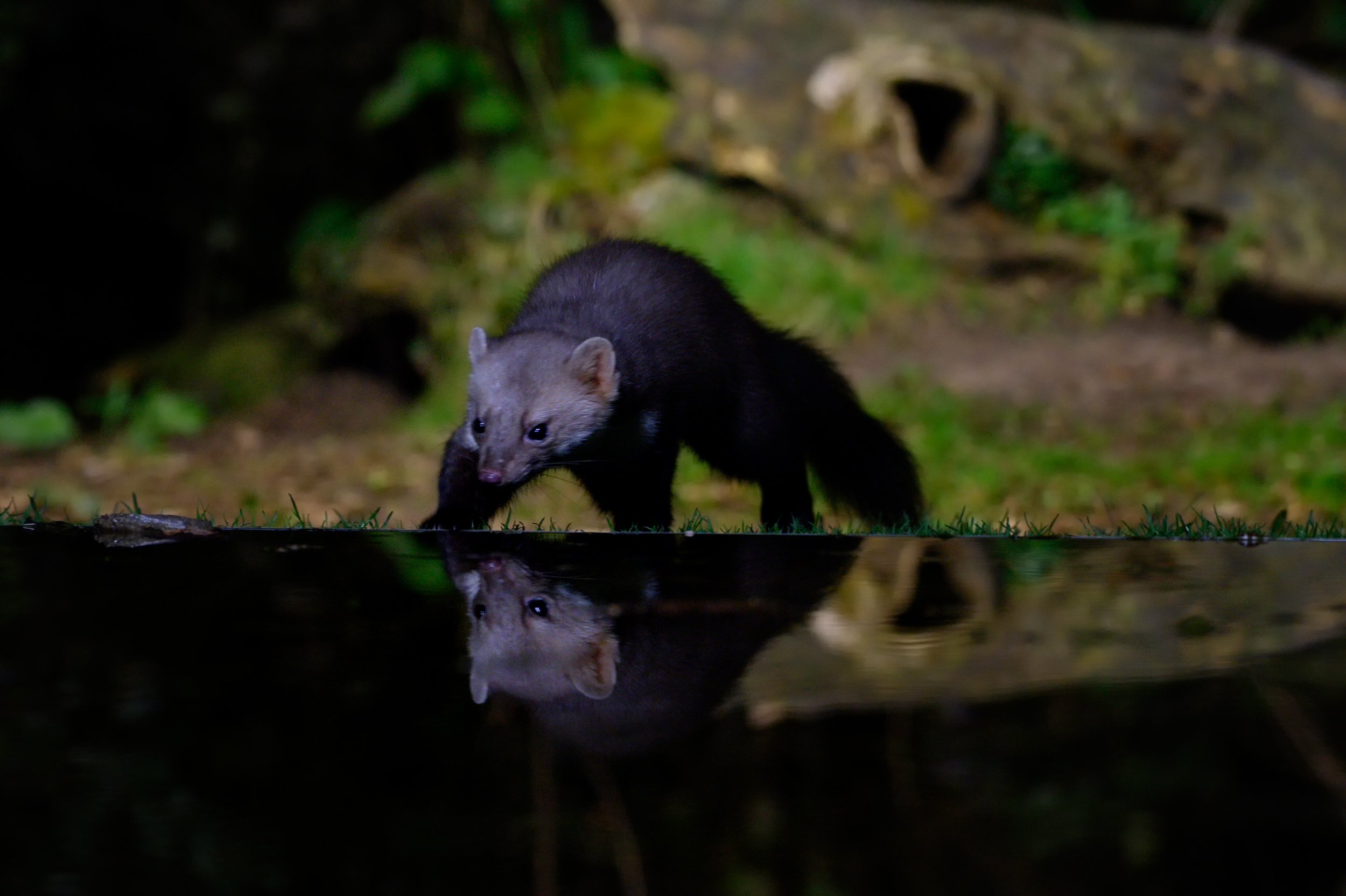 Steenmarter_PAL8545_SRGB.jpg