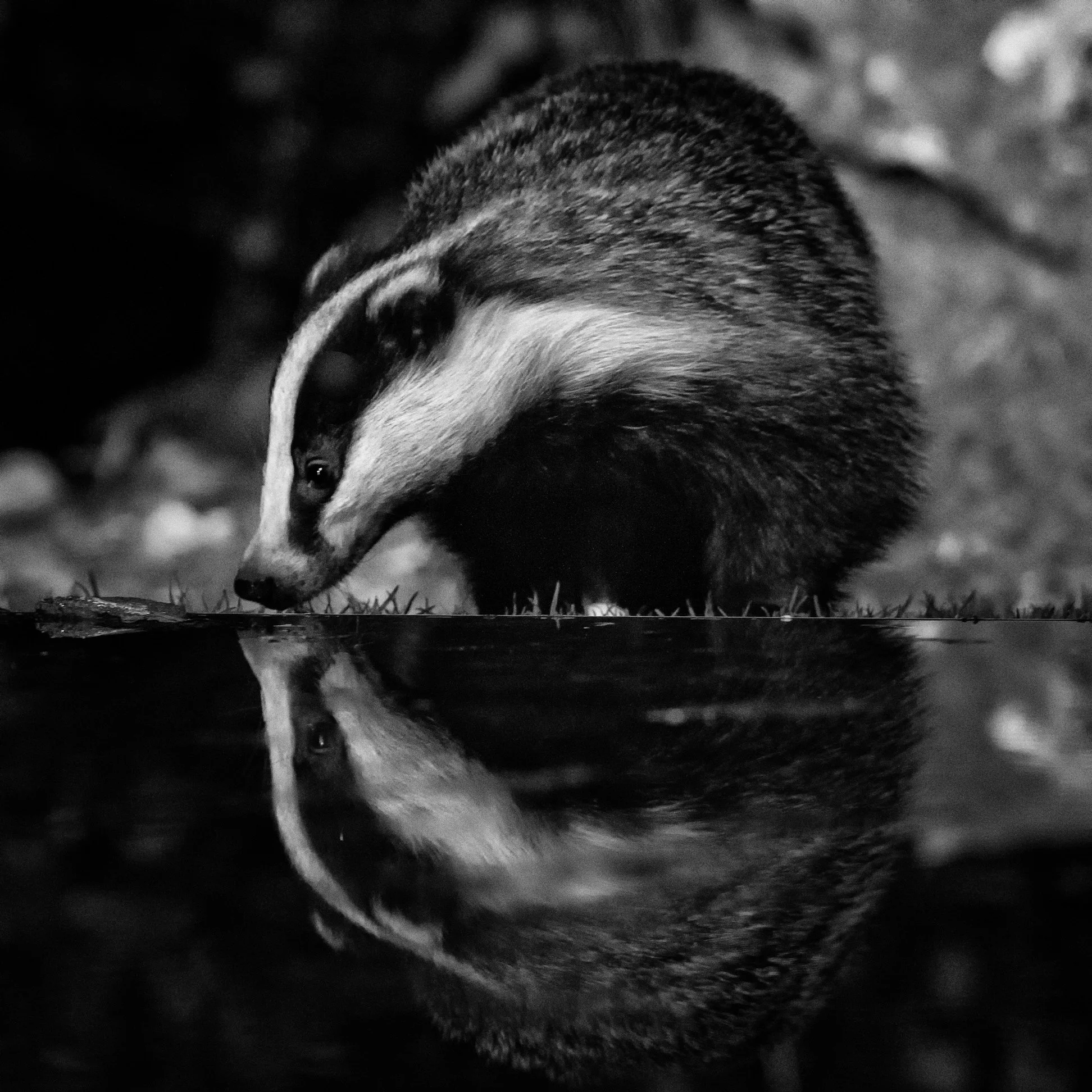 Das_PAL8260_BW_SRGB.jpg