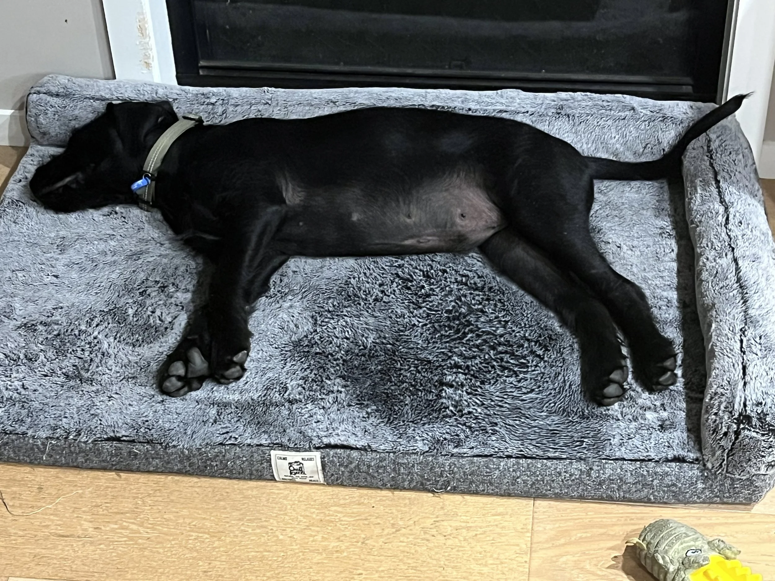 Theo, a black labrador wolfhound puppy asleep on his new dog bed; the ADHD tax in action