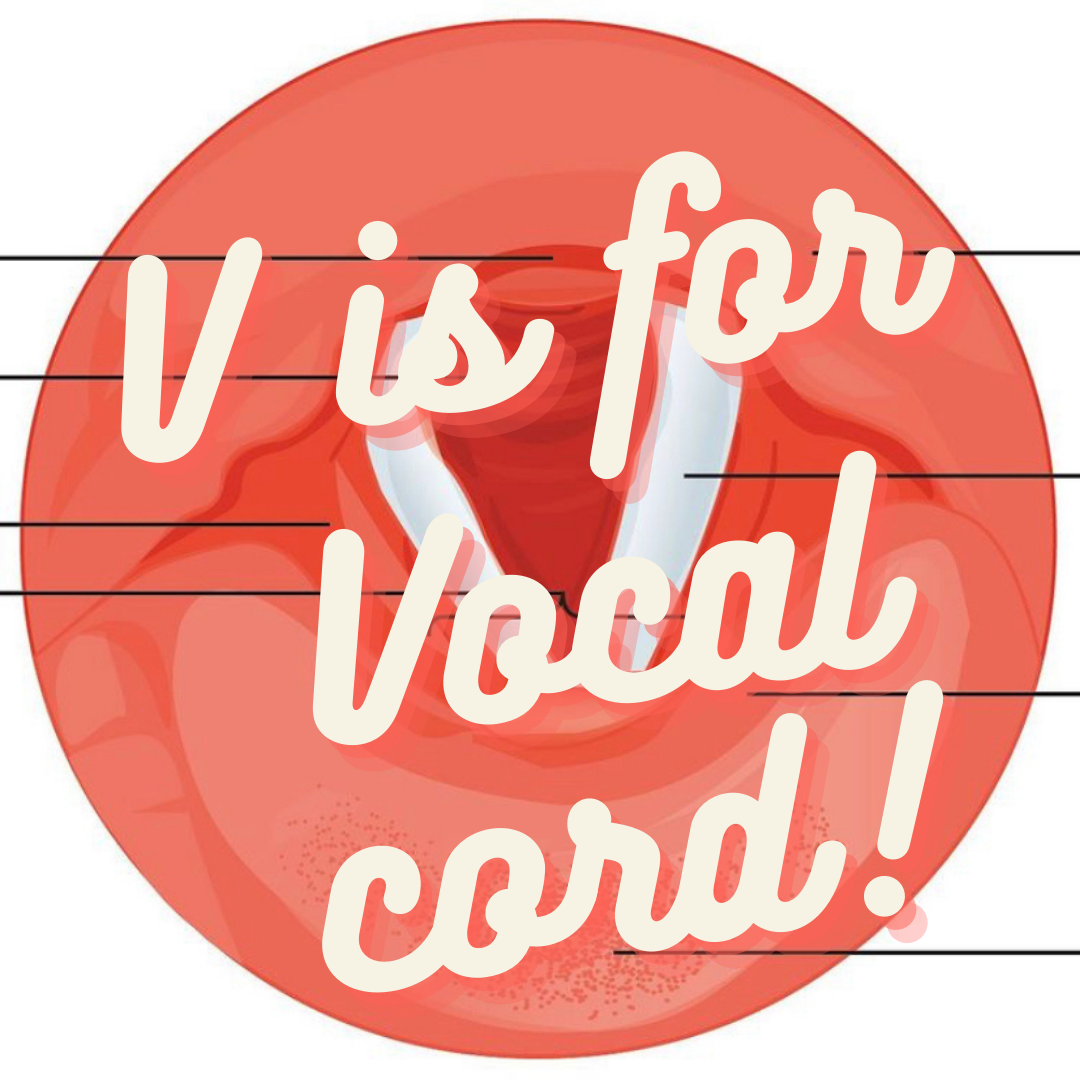 V is for Vocal Cords! 