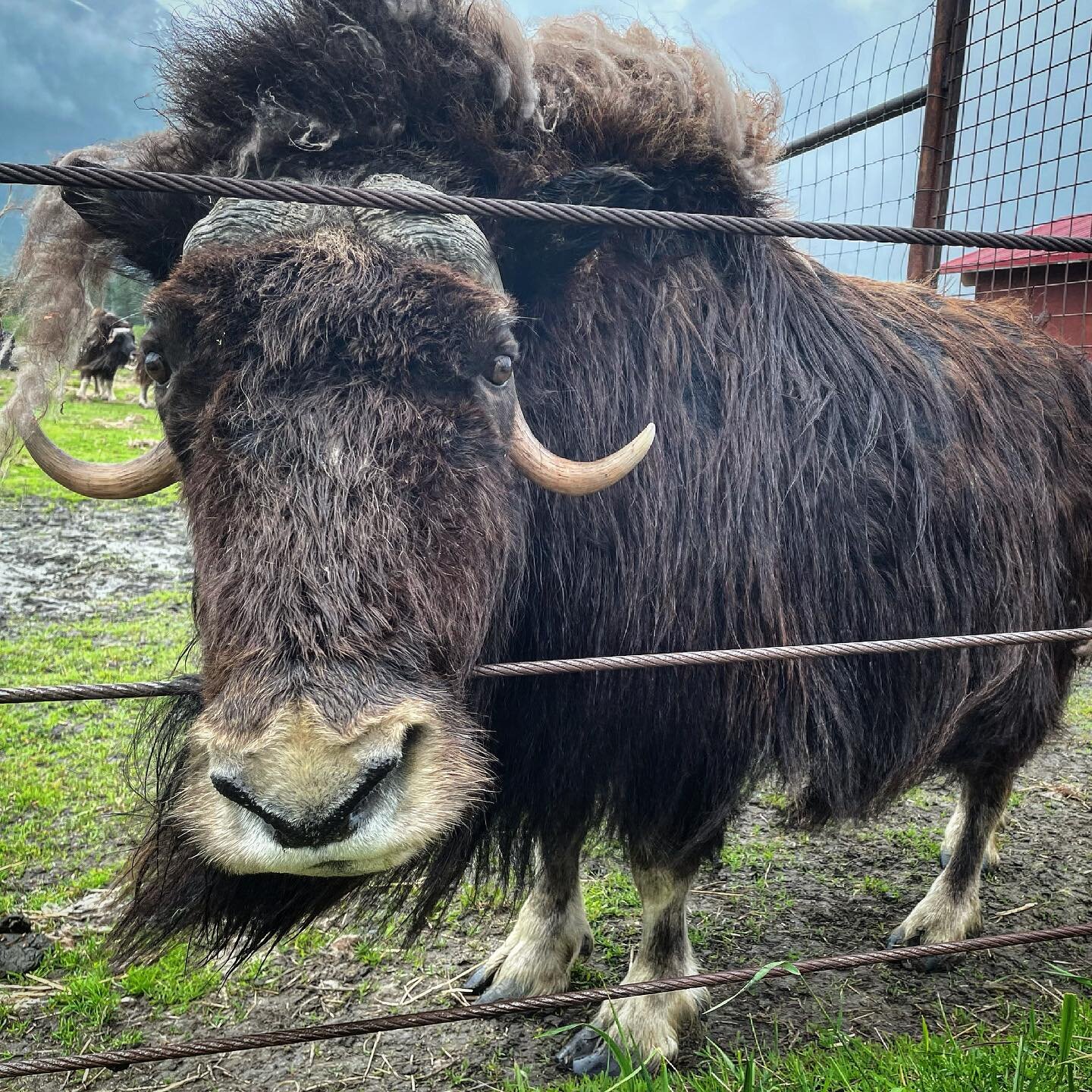Spent a few hours at the Alaska Wildlife Conservation Center.  I was really felt a bond with this musk ox.