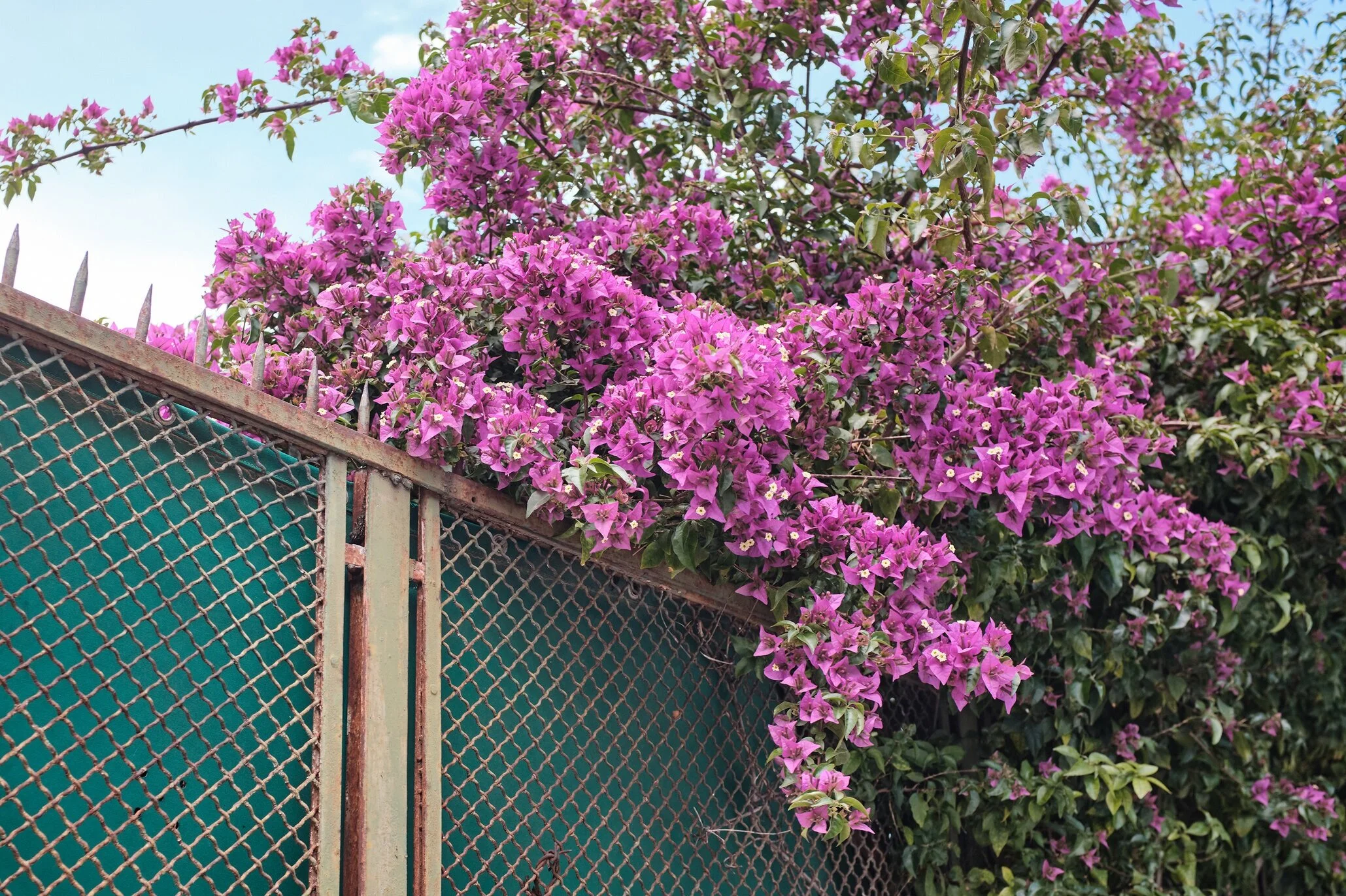 2019_05_22_TRT_X100F_443.jpg