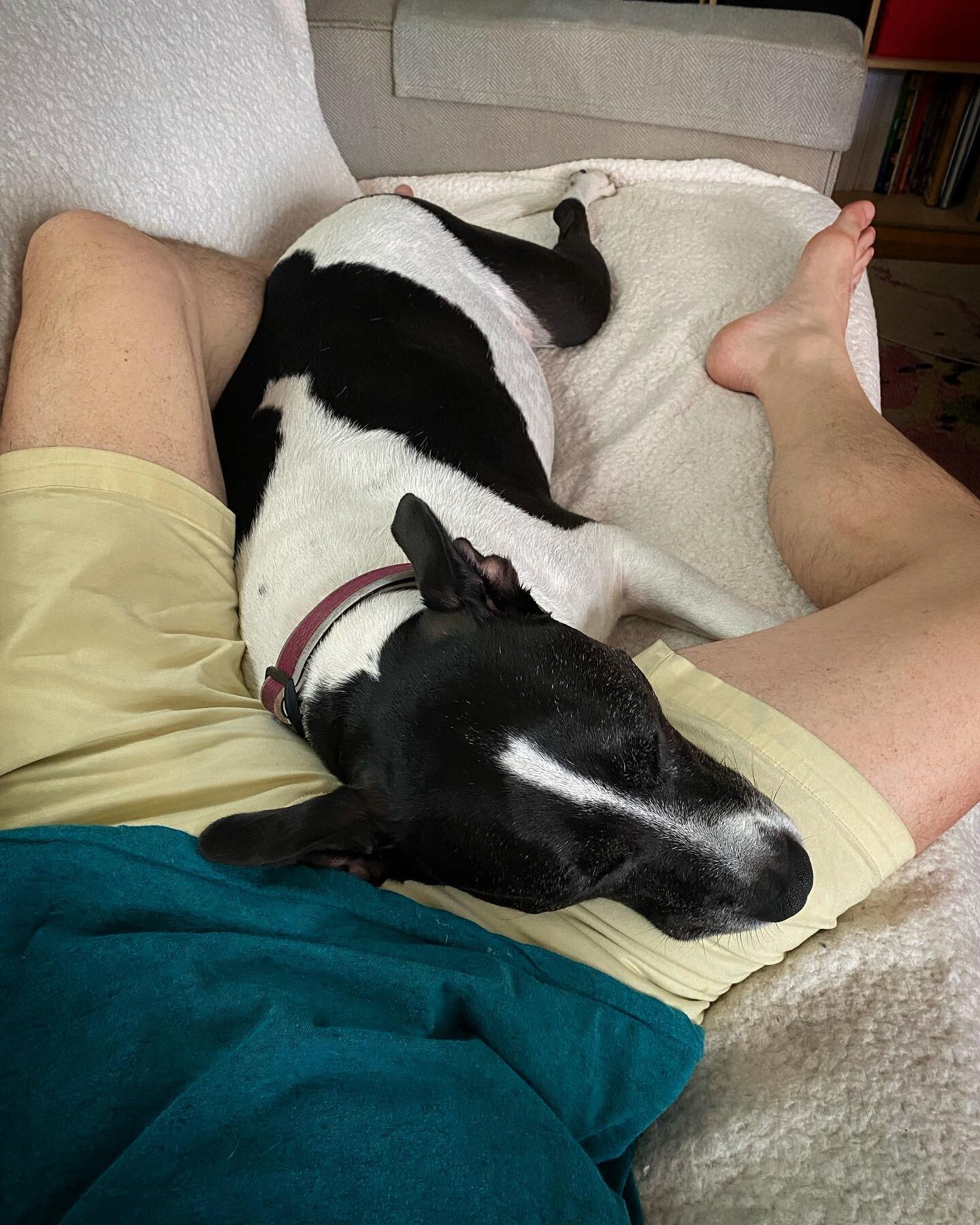 This one has been by my side all day&hellip;and now I am her pillow&hellip;.I do believe someone missed her daddy! Lol #aereed #ae3theagency #lifewithae #lwae #aeathome #maui #dontbullymybreed  #staffiesofinstagram #daddysgirl😘