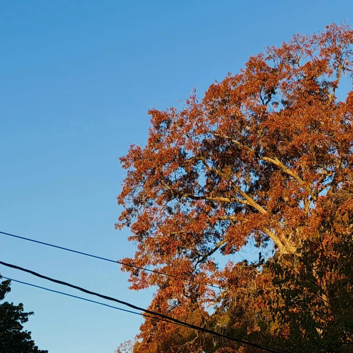 It&rsquo;s a Maxfield Parish sort of morning!