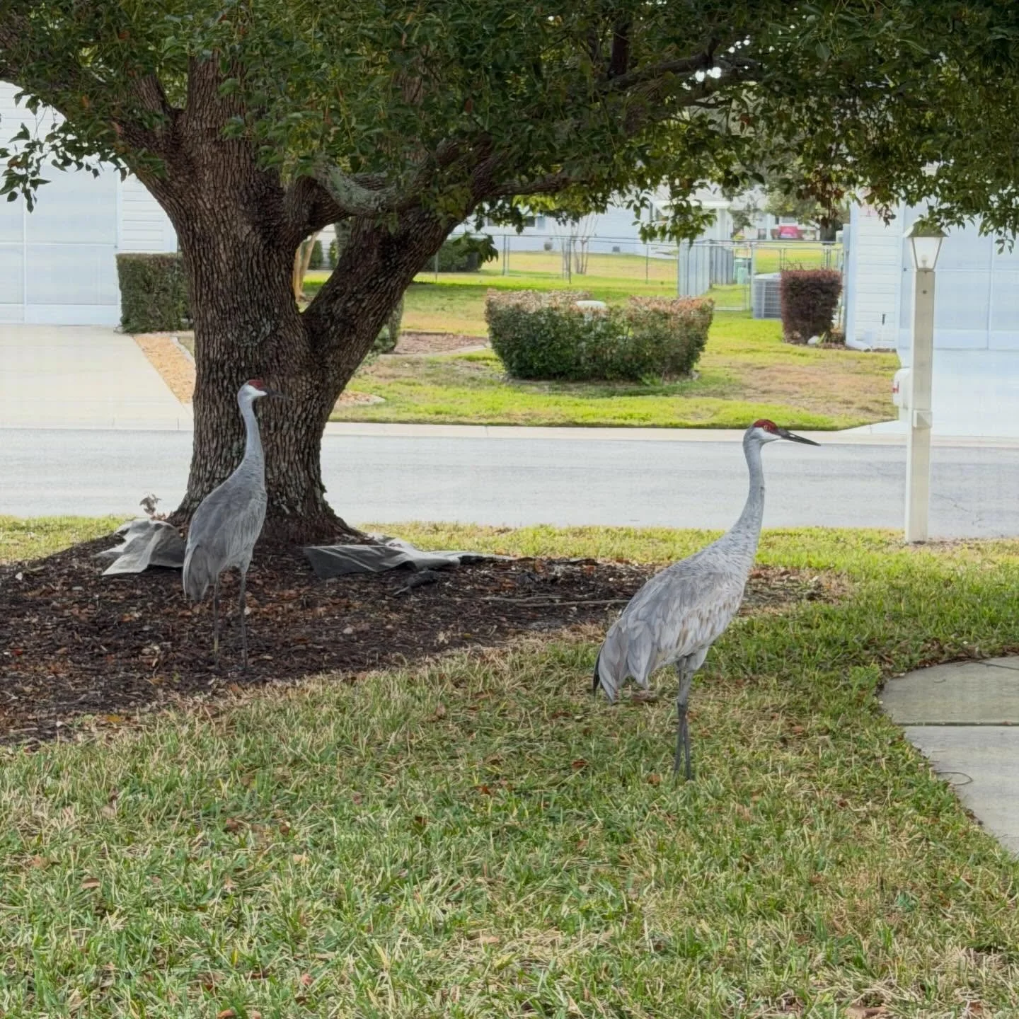 My visitors this afternoon.