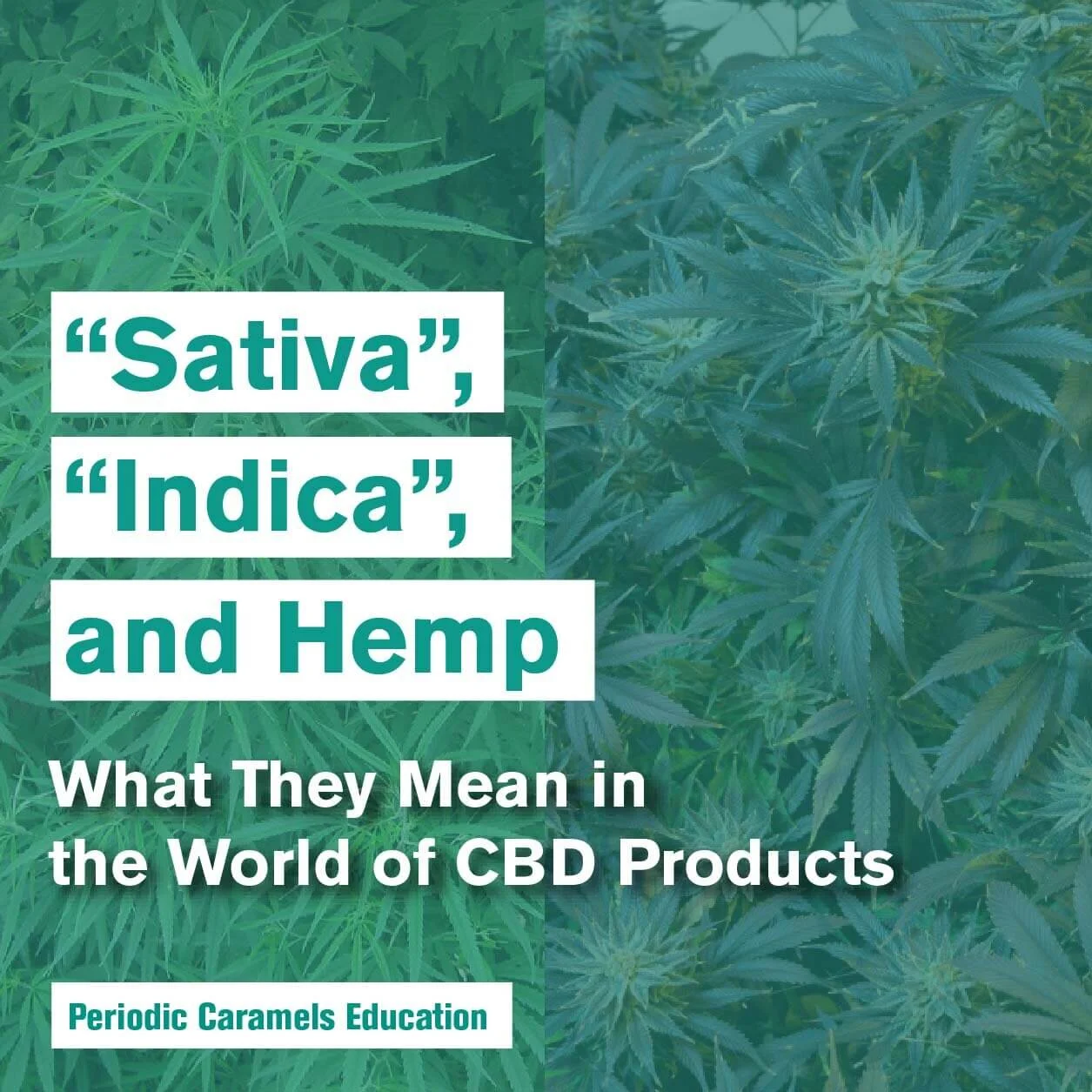 Sativa vs Indica for Hemp: What these Terms Really Mean