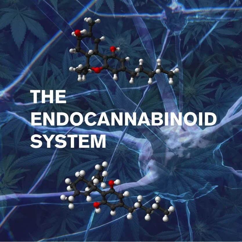 Your Body's Endocannabinoid System