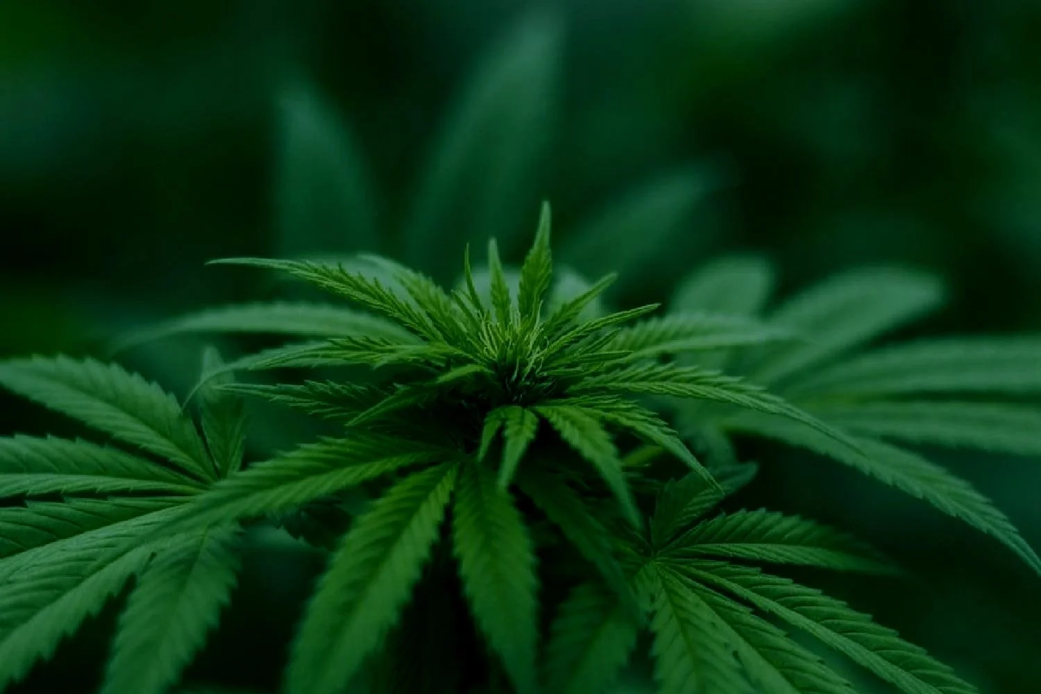 Cannabinoid+banner+%281%29.jpg