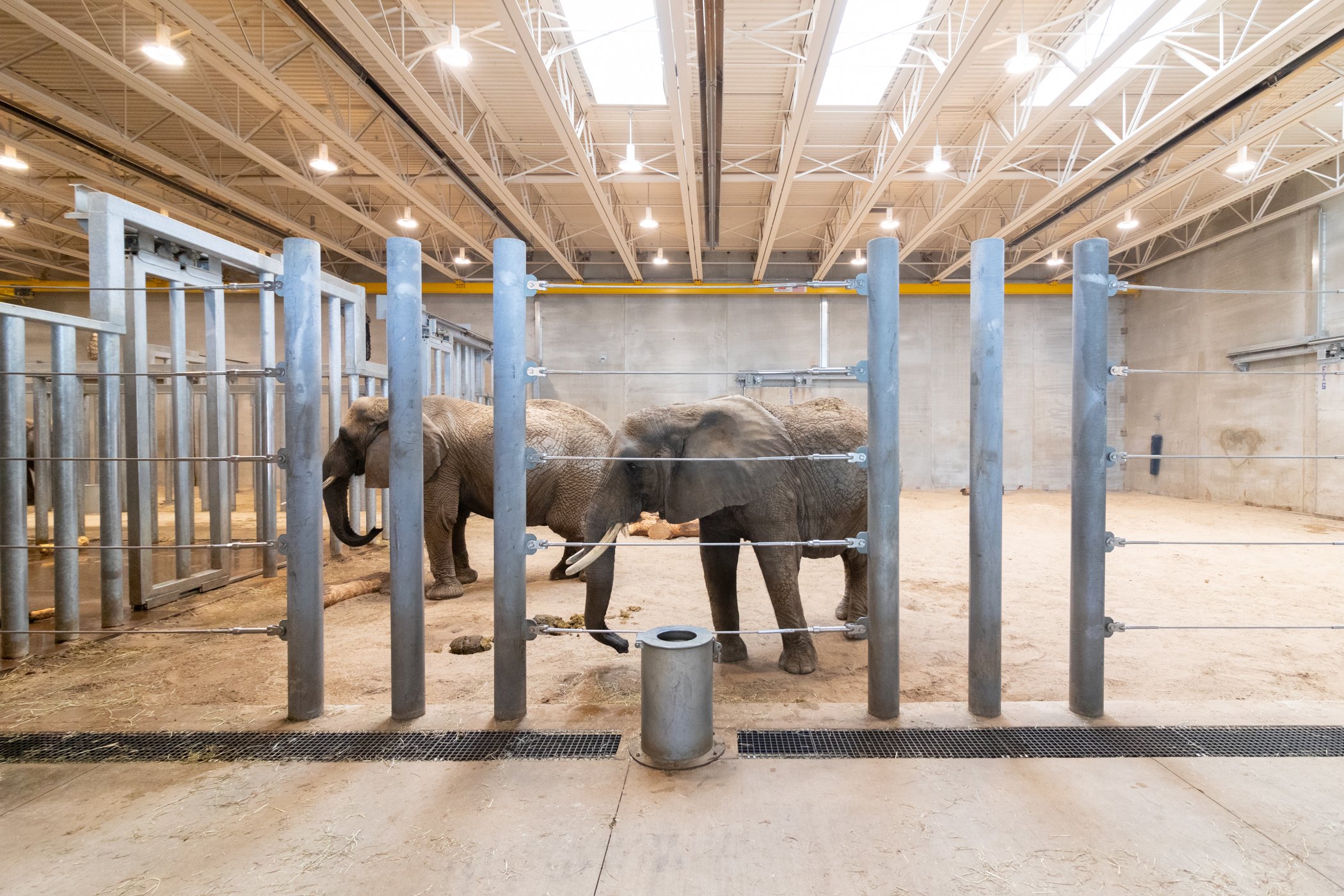 Benitez_Aneliese.elephant_Aneliese Benitez.jpg