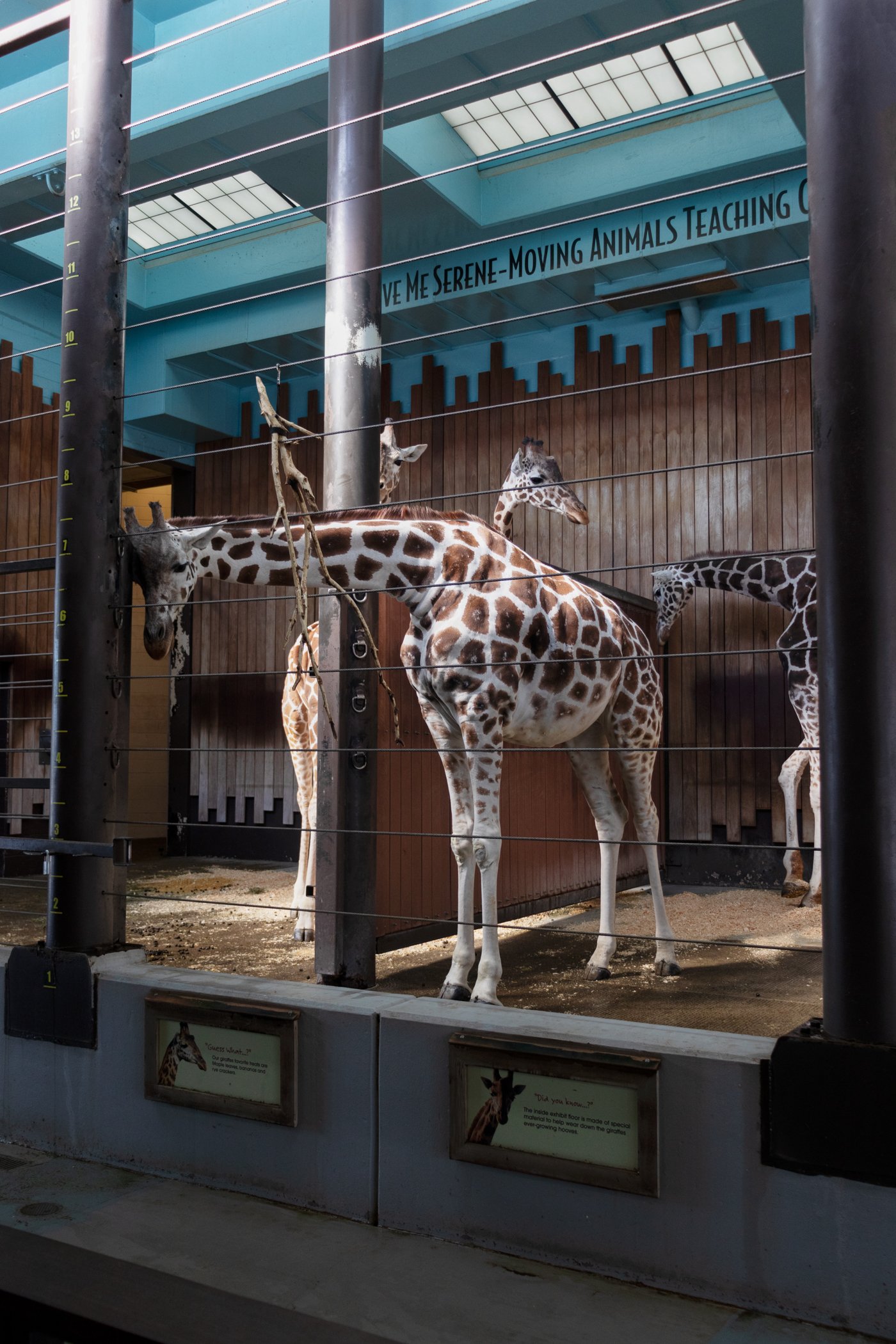 Benitez_Aneliese.Giraffe_Aneliese Benitez.jpg