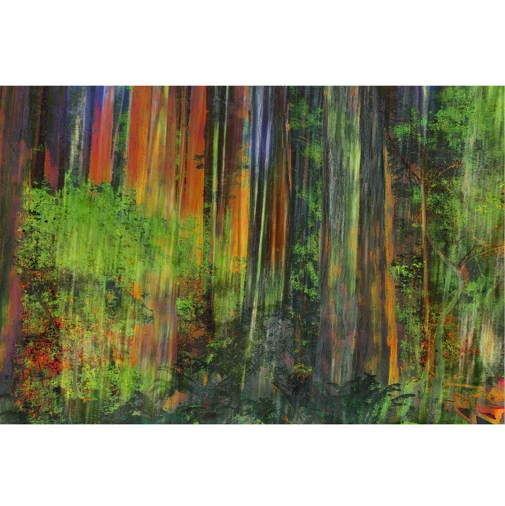 Redwood Forest