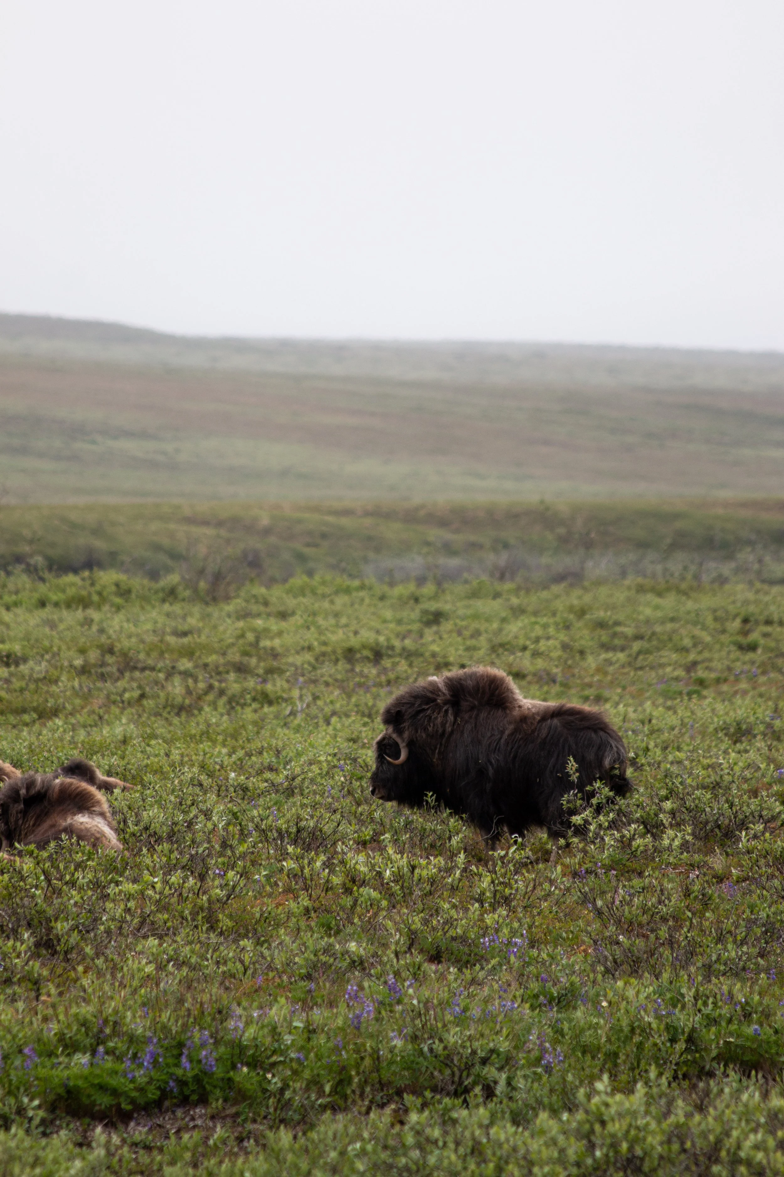 Toolik_GD2026-98.jpg