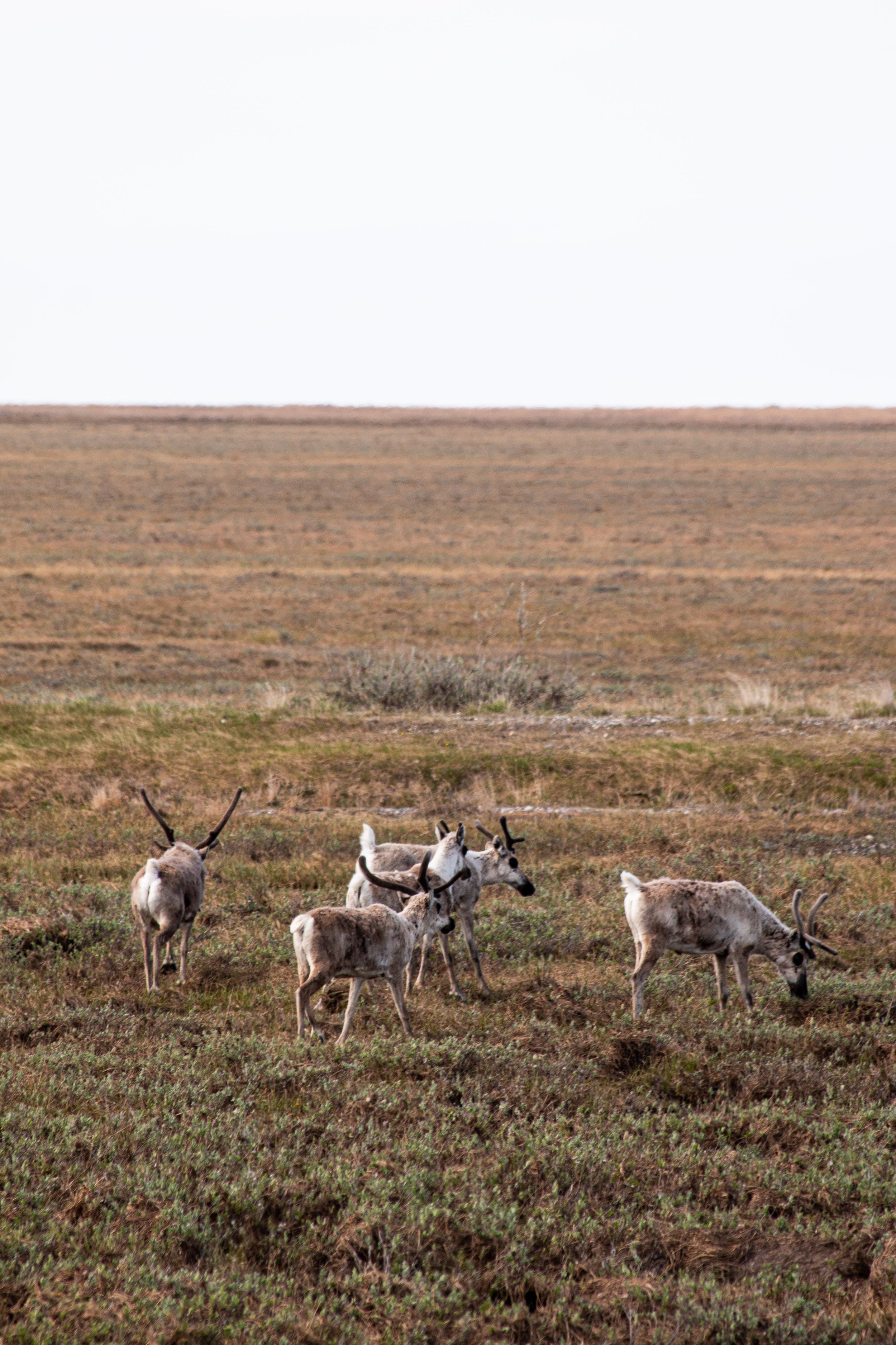 Toolik_GD2026-105.jpg