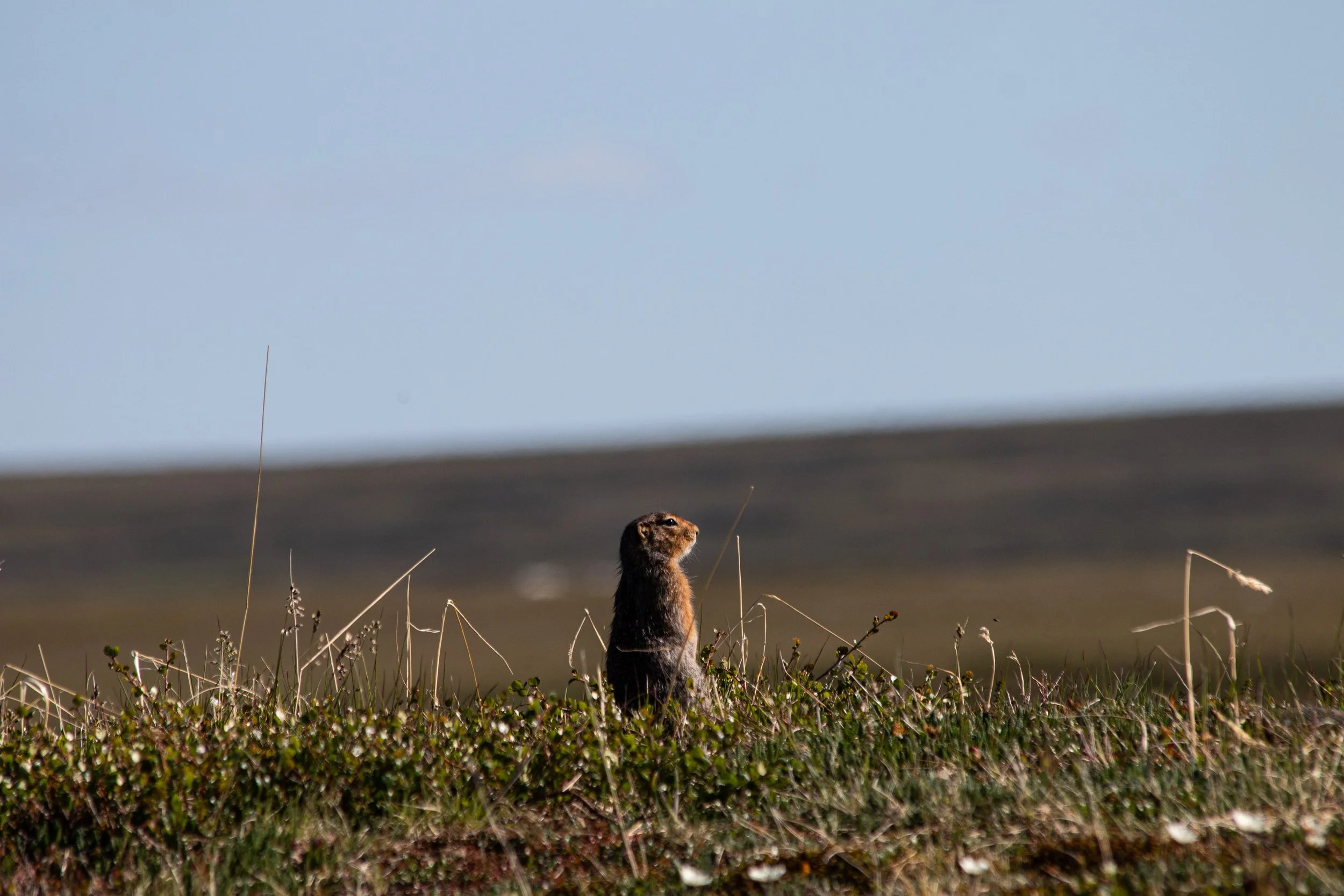Toolik_GD2026-86.jpg