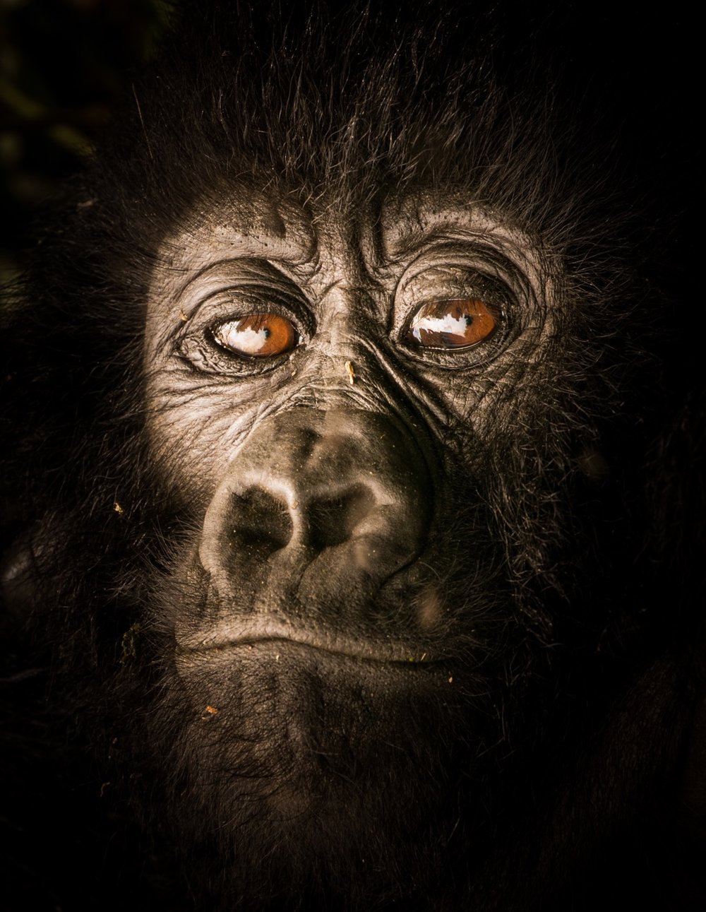 Oliver Nicklin Gorilla Face.jpg