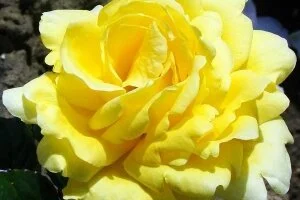 Closing Mindful May