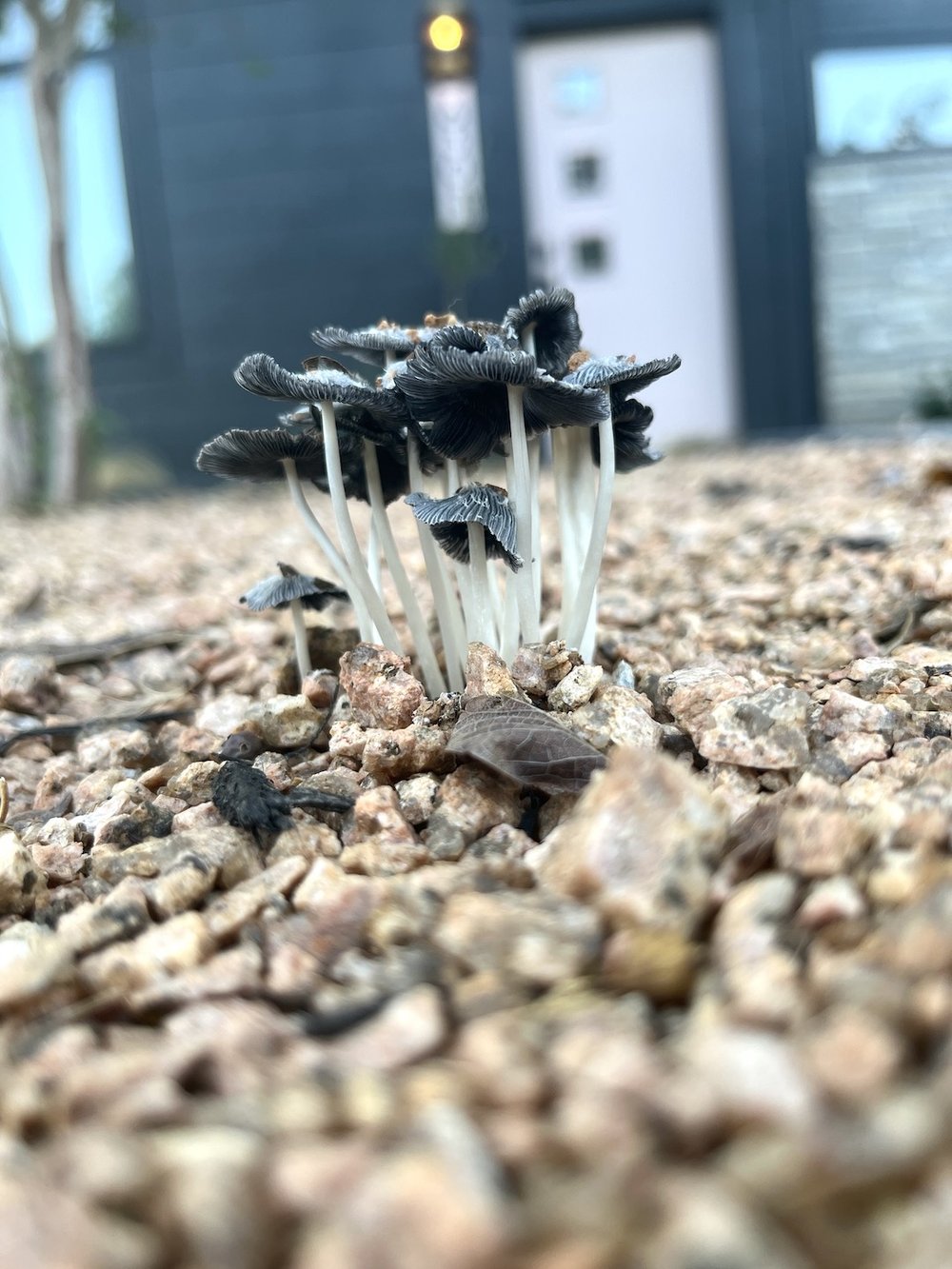 mushroom growing from gravel.JPG