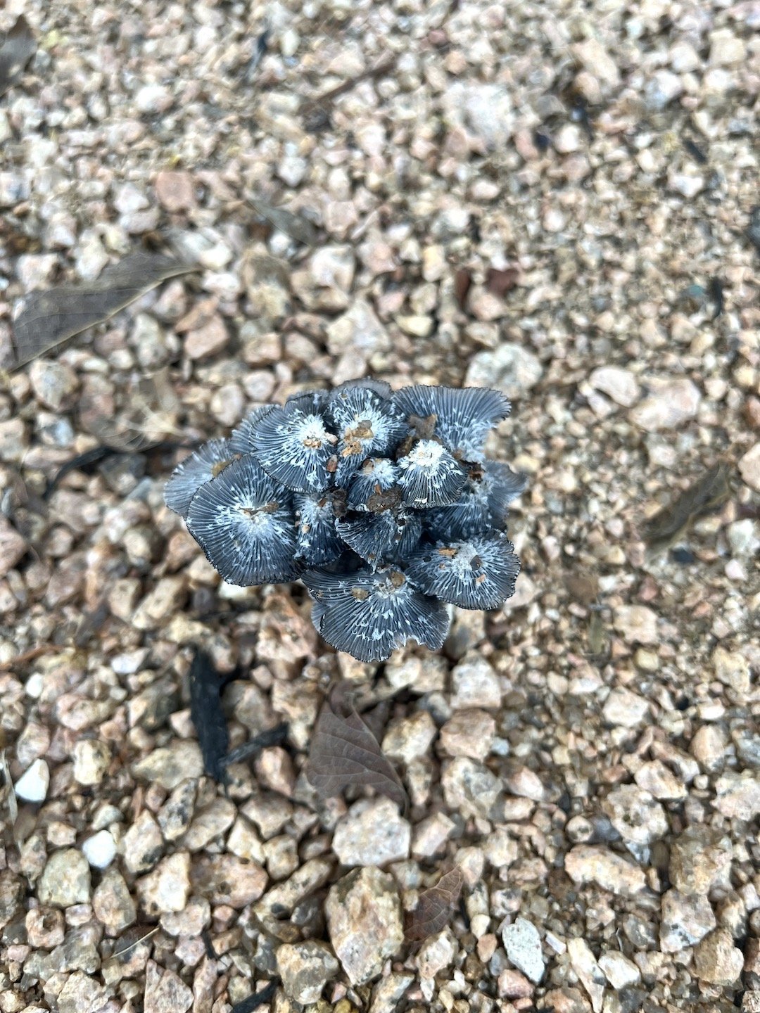 topdown mushroom gravel.JPG