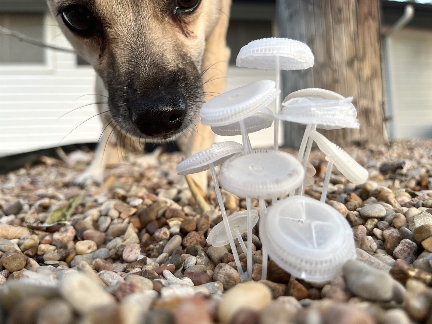 charityridpath bottlecap mushroom with dog.JPG