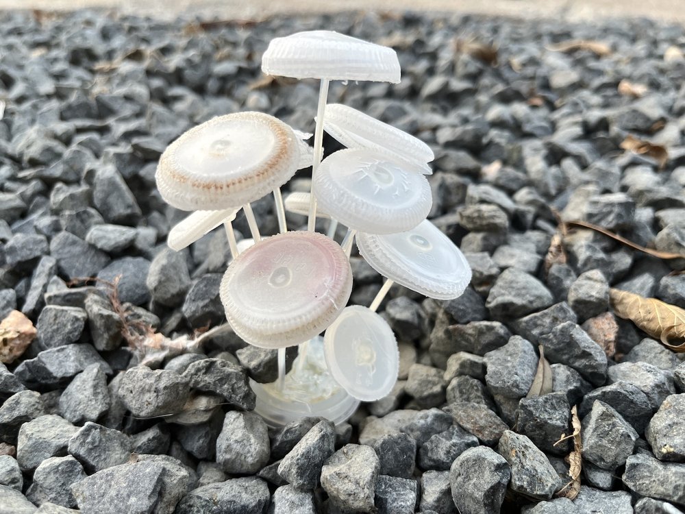 charityridpath_bottlecap mushroom.JPG