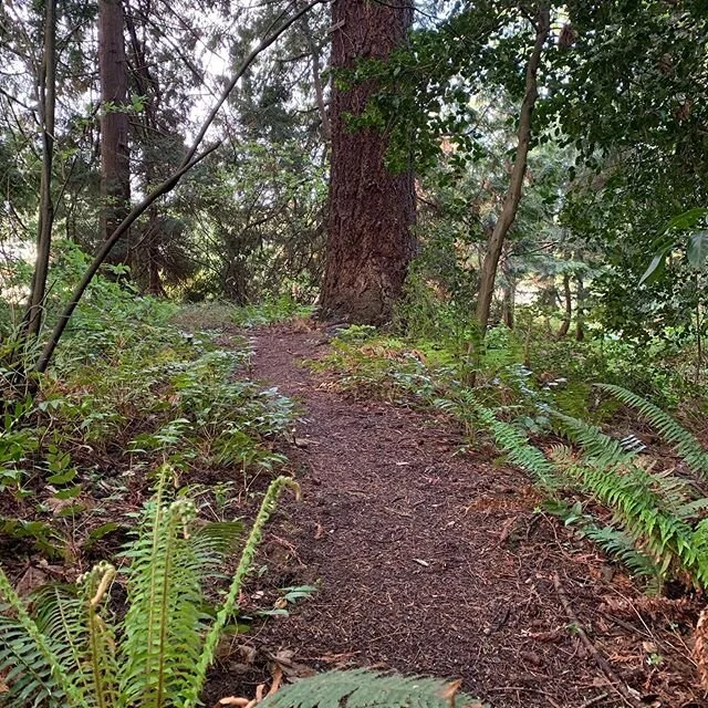 Five minutes on a forest path changes everything! Stop. What do you hear? Stop. What do you smell.