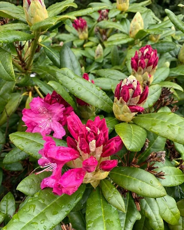 ...How could we tire of hope? &mdash;So much is in bud.
...We have only begun to envision
How it might be
To live as siblings with beast and flower,
Not as oppressors....
&mdash;Denise Levertov, &ldquo;Beginners&rdquo;

The natural world is our exten