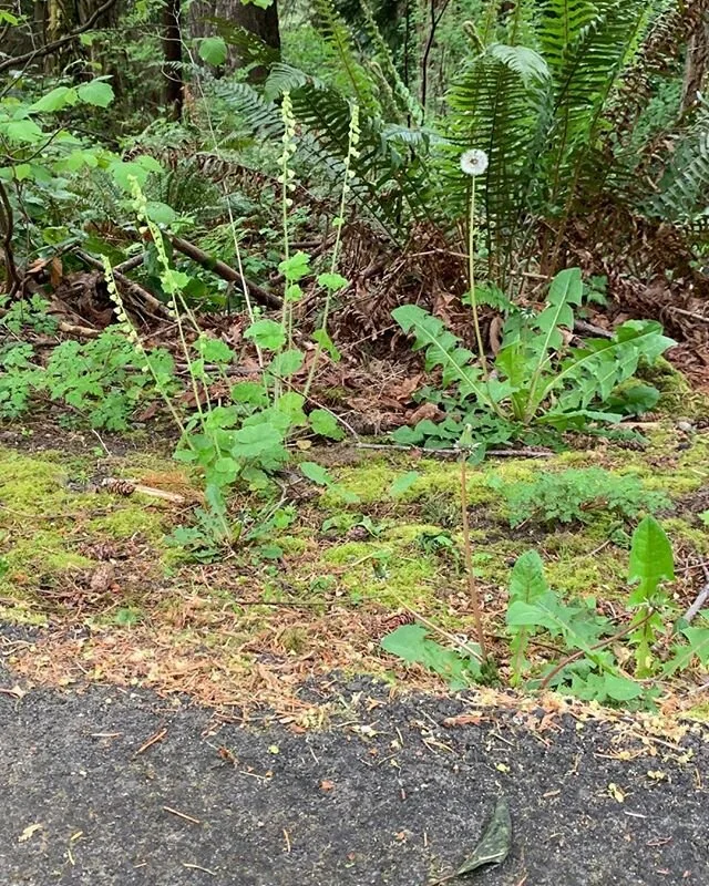 There is a place where the sidewalk ends...
We shall walk with a walk that is measured and slow...
For the children they mark, and the children they know 
the place where the sidewalk ends. &mdash;Shel Silverstein
Where the asphalt ends, here begins 