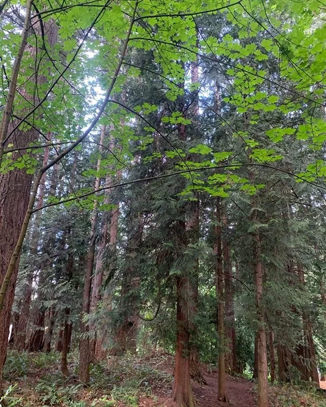 Sitting still in a forest glade,
Resting in the silence of trees 
And robin&rsquo;s morning song.
Deep, fresh breaths!