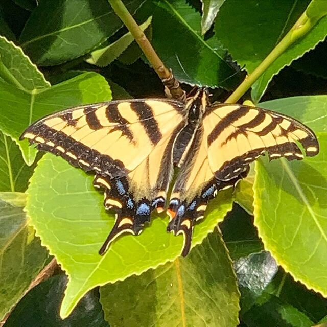 Welcome summer visitor! Bathing in the warm sunlight. Enastros.com
#monarch #gardenfriends #meditation