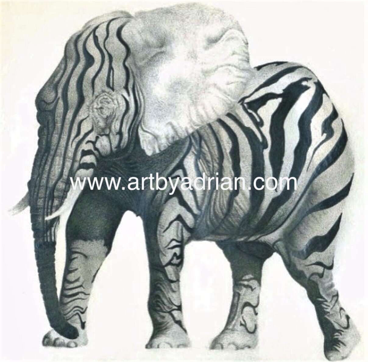 Elephant+Zebra.jpeg