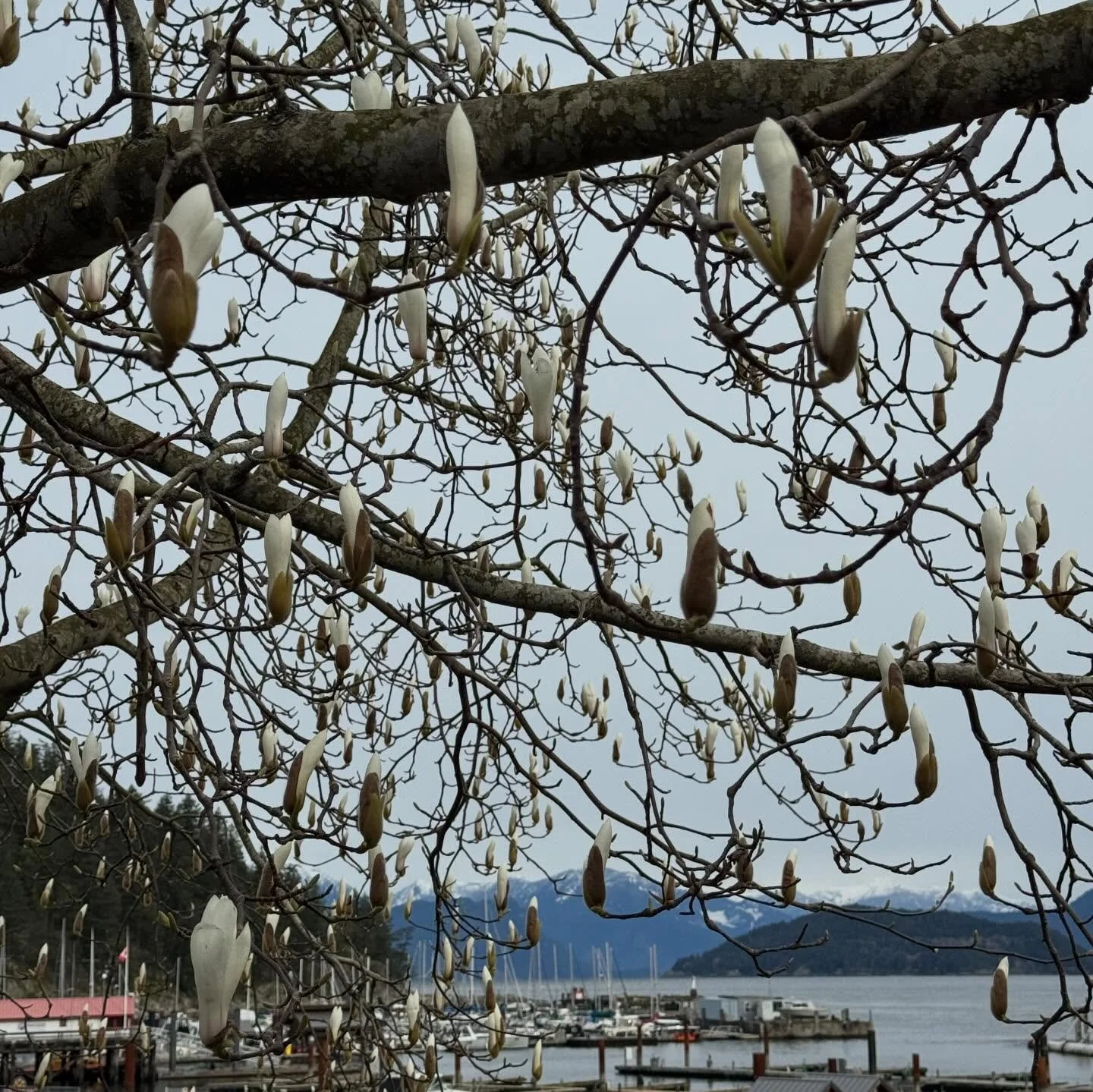 We&rsquo;ve spent the last few days on Salt Spring Island at a lovely house right by the water. I keep hoping to see some whales but none yet although thrilled to see a bald eagle, seal and otter. Back on the ferry tomorrow to Victoria for a couple o