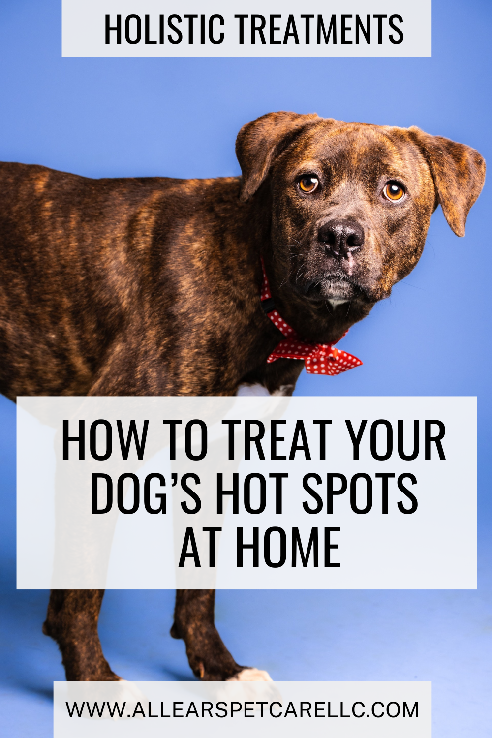 Allergy Relief Dog Hot Spot Treatment Benadryl Dog Hot Spot