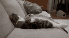 chill cat.gif
