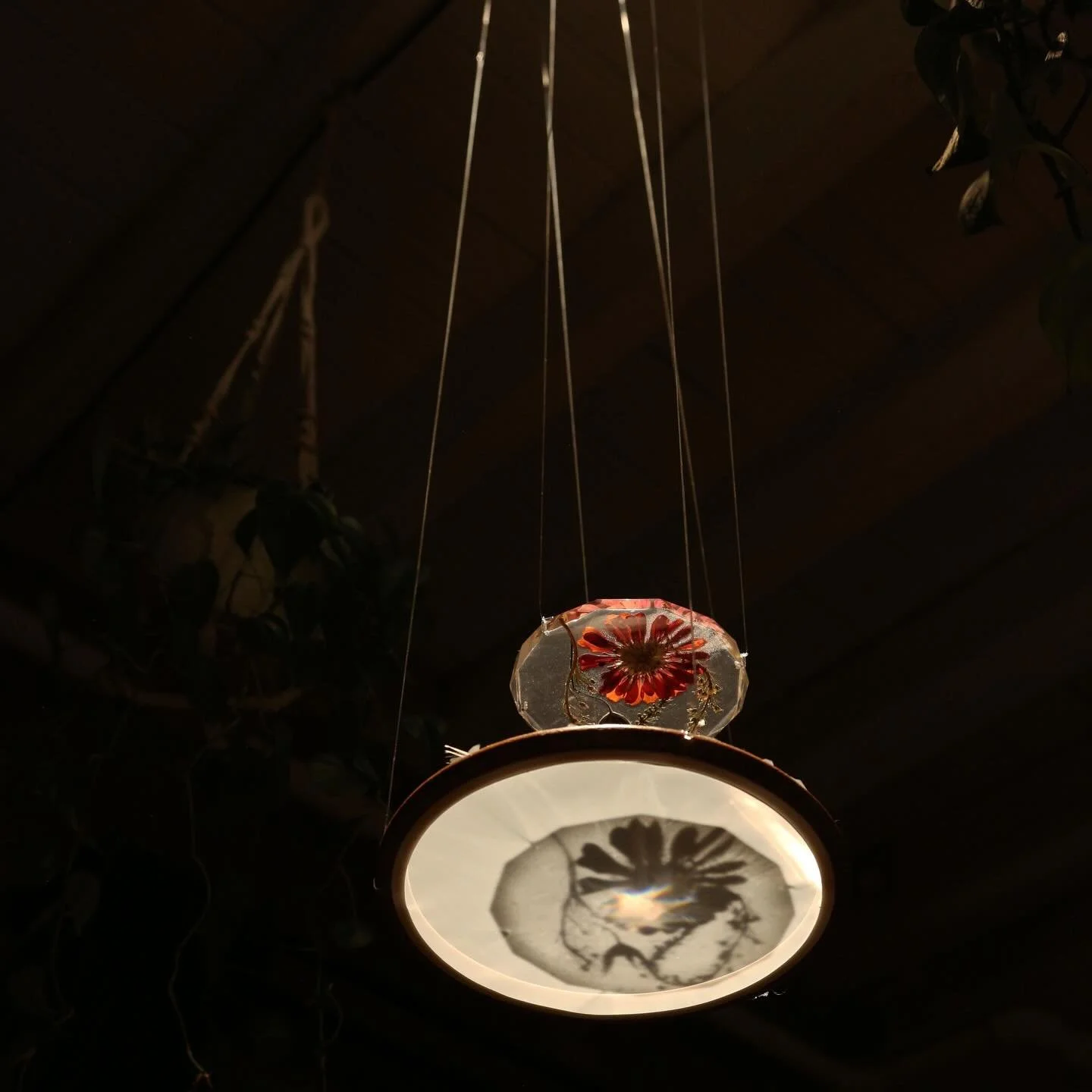 Some stills from my installation show &lsquo;Golden Hour&rsquo; from last Summer. An exploration of time measured through botanicals. Lighting and photos by @piwolf ✨