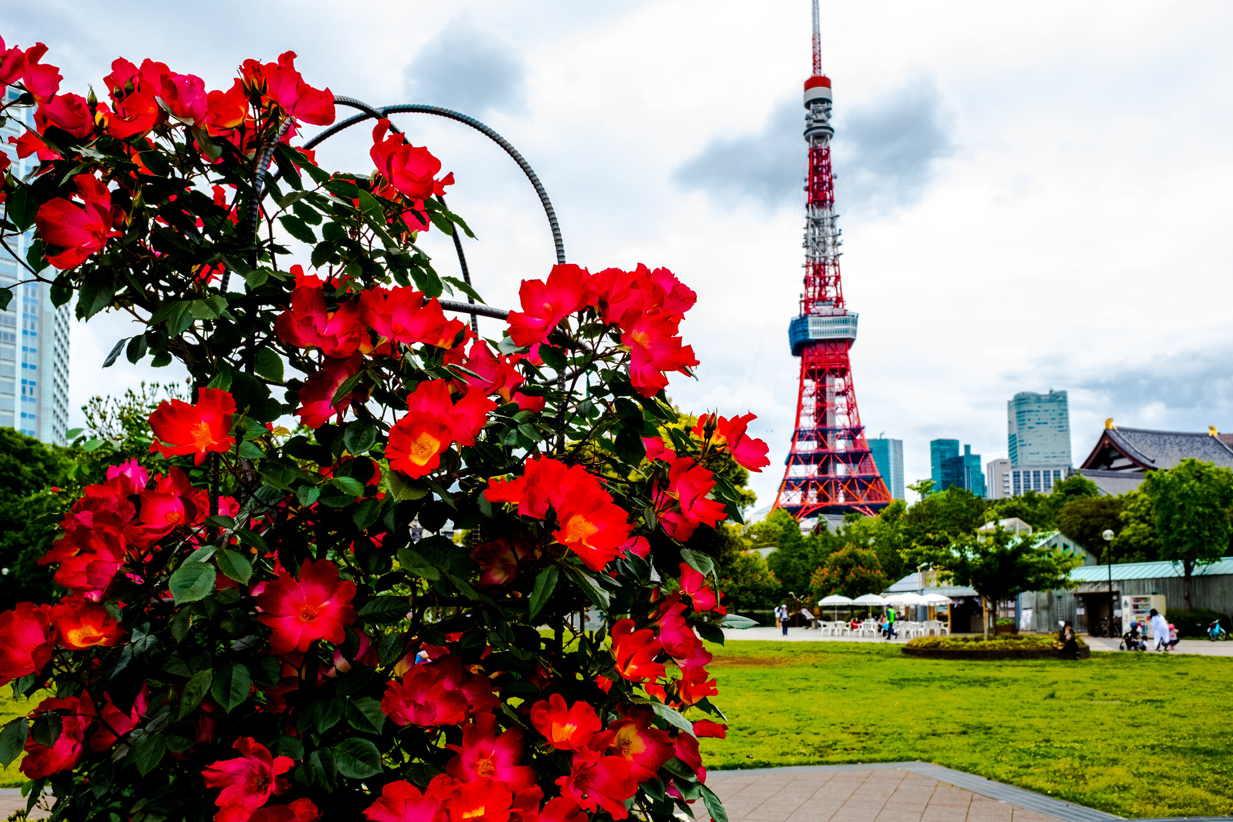 Flors vermelles amb la Torres de Tòquio al fons