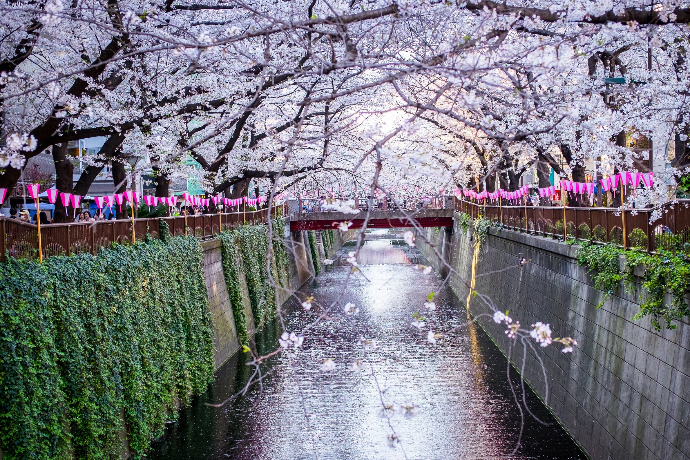 Cirerers en flor a Naka-Meguro, sobre el rio