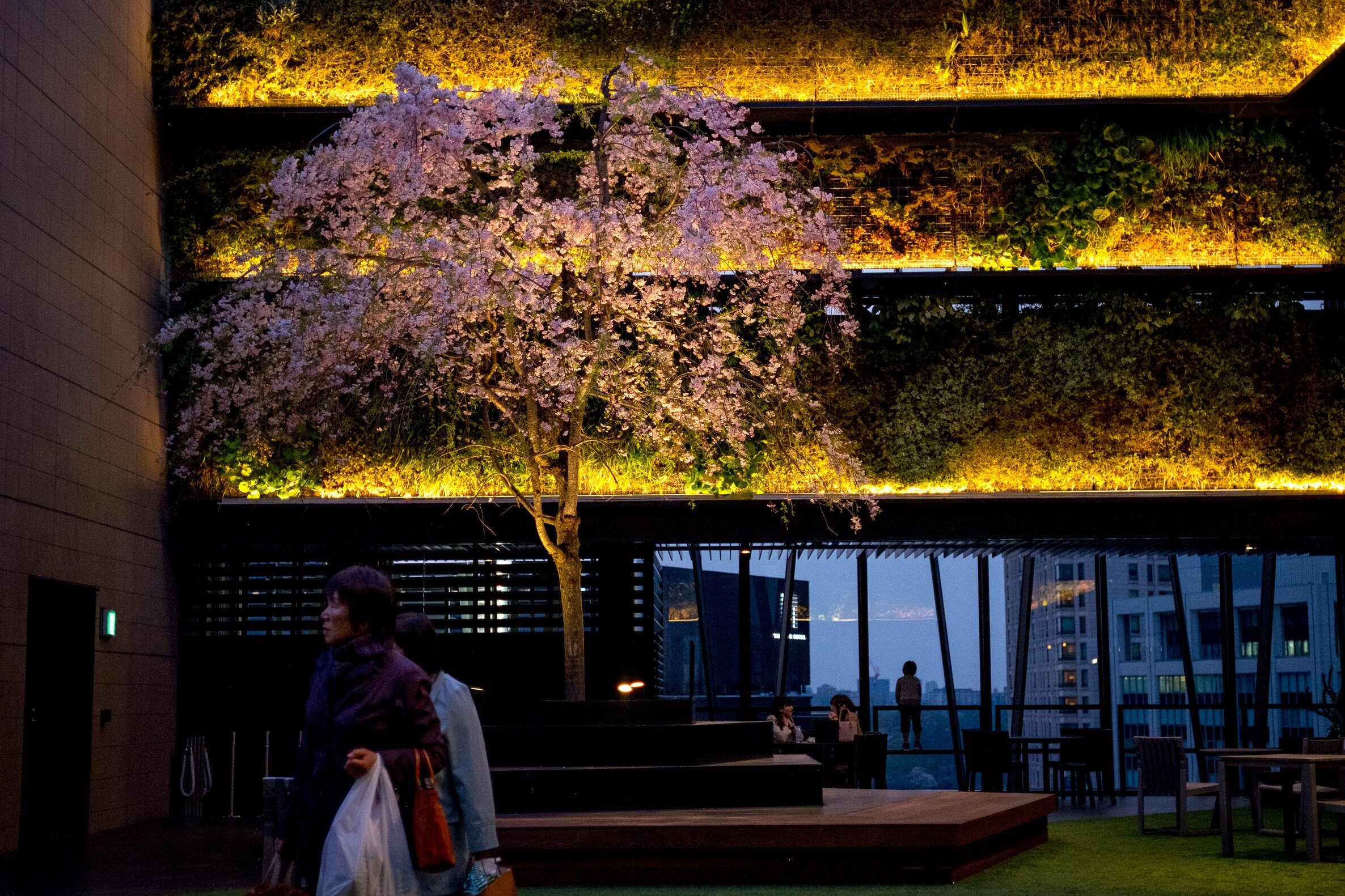 Cirerer en flor en un entorn d'arquitectura moderna