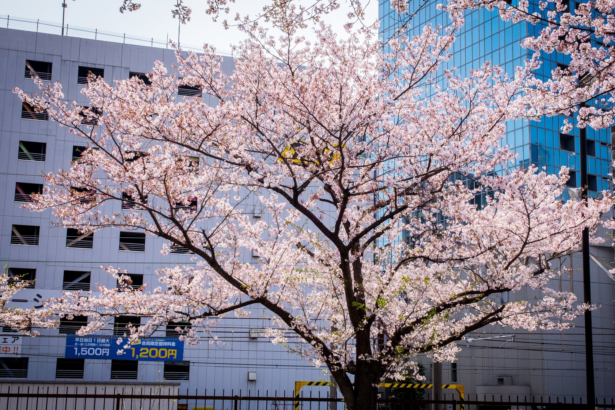 Cirerer en flor, sakura, amb edifici modern al fons