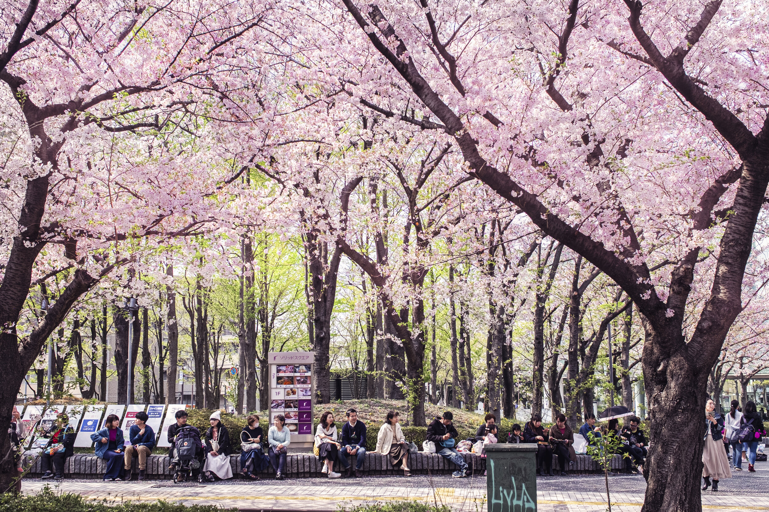 Cirerers en flor a Kawasaki