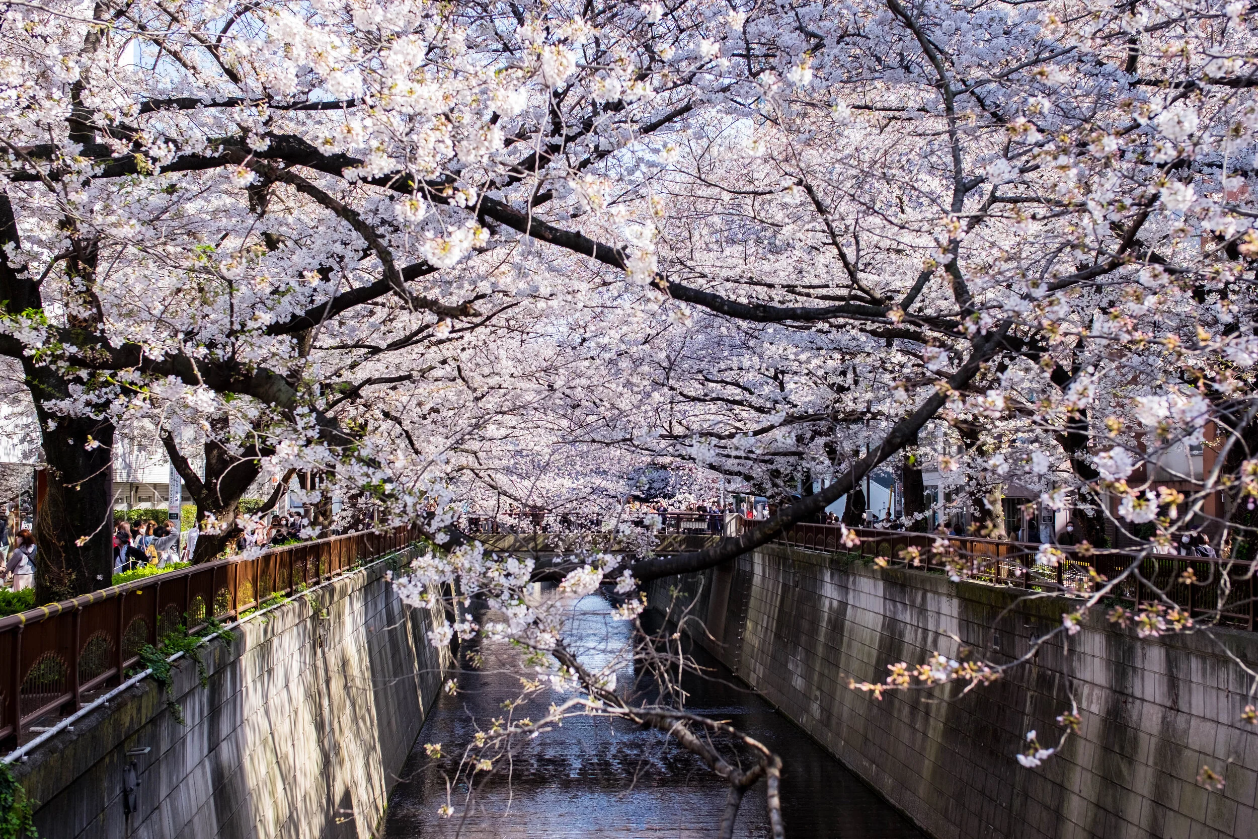 Sakura a Naka-Meguro   (1a part: natura)