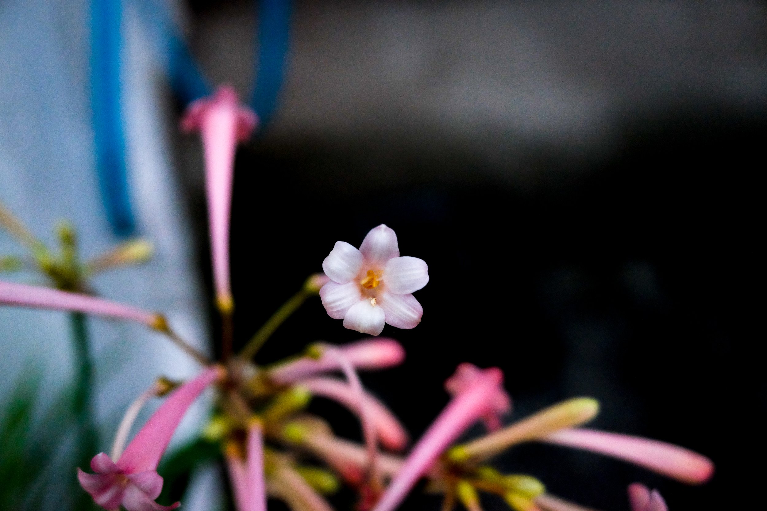 20201206-DSCF7941.jpg