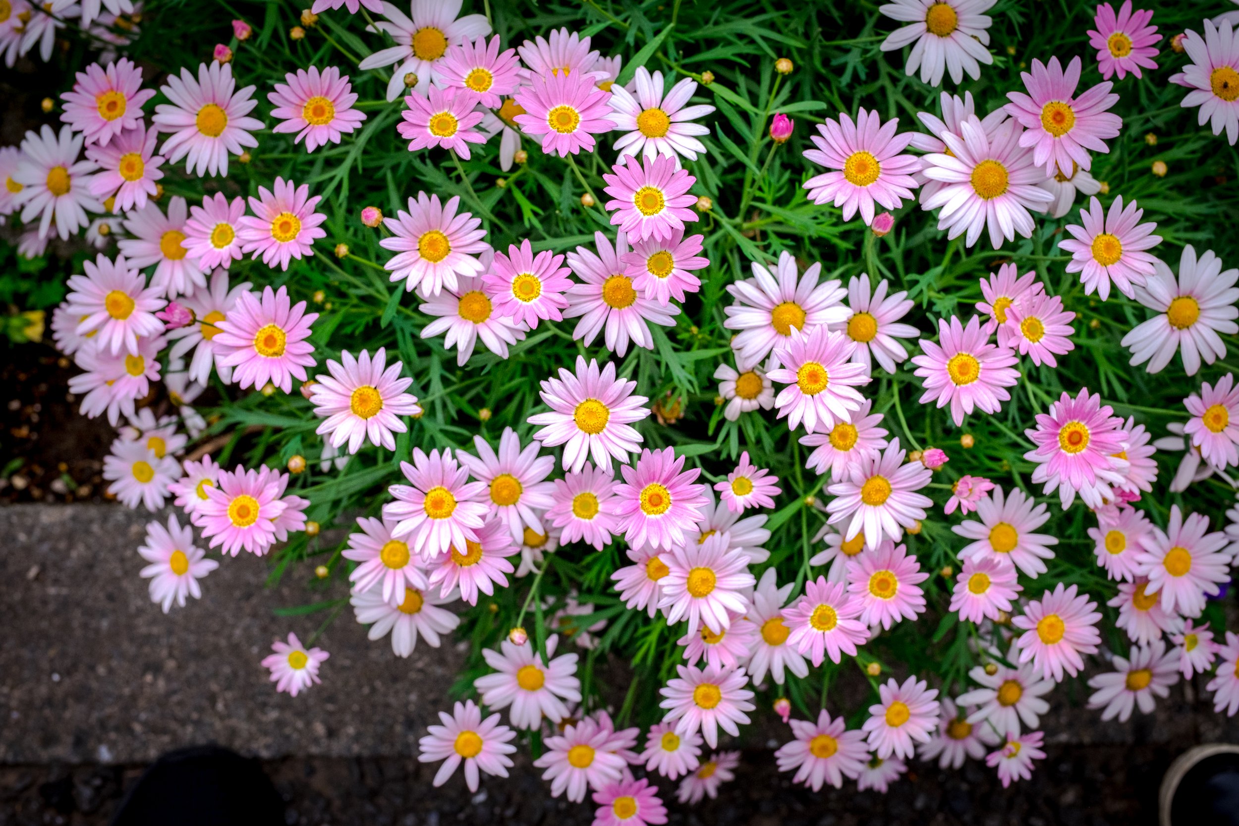 20200509-_DSF0689.jpg
